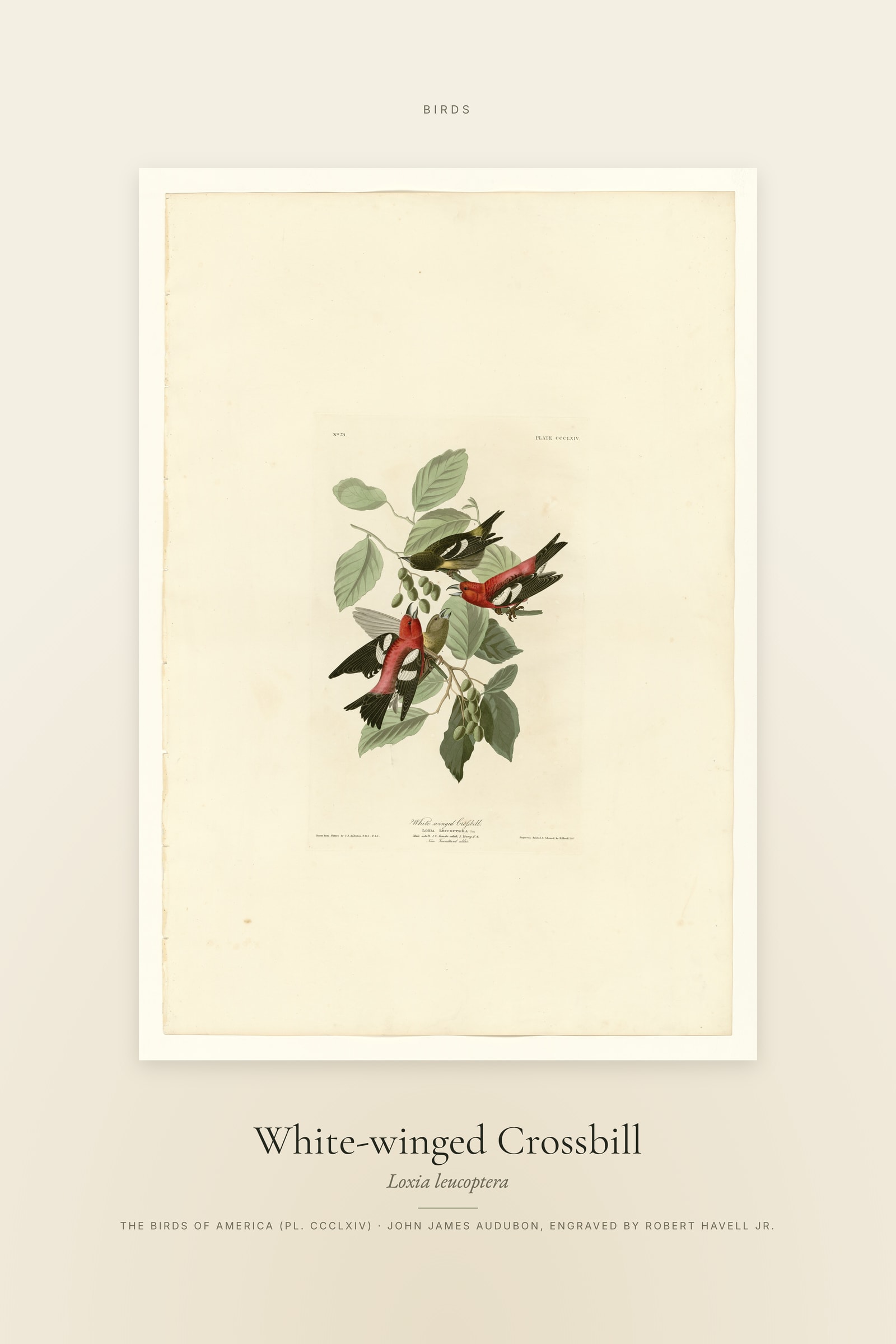 White-winged Crossbill — Specimen