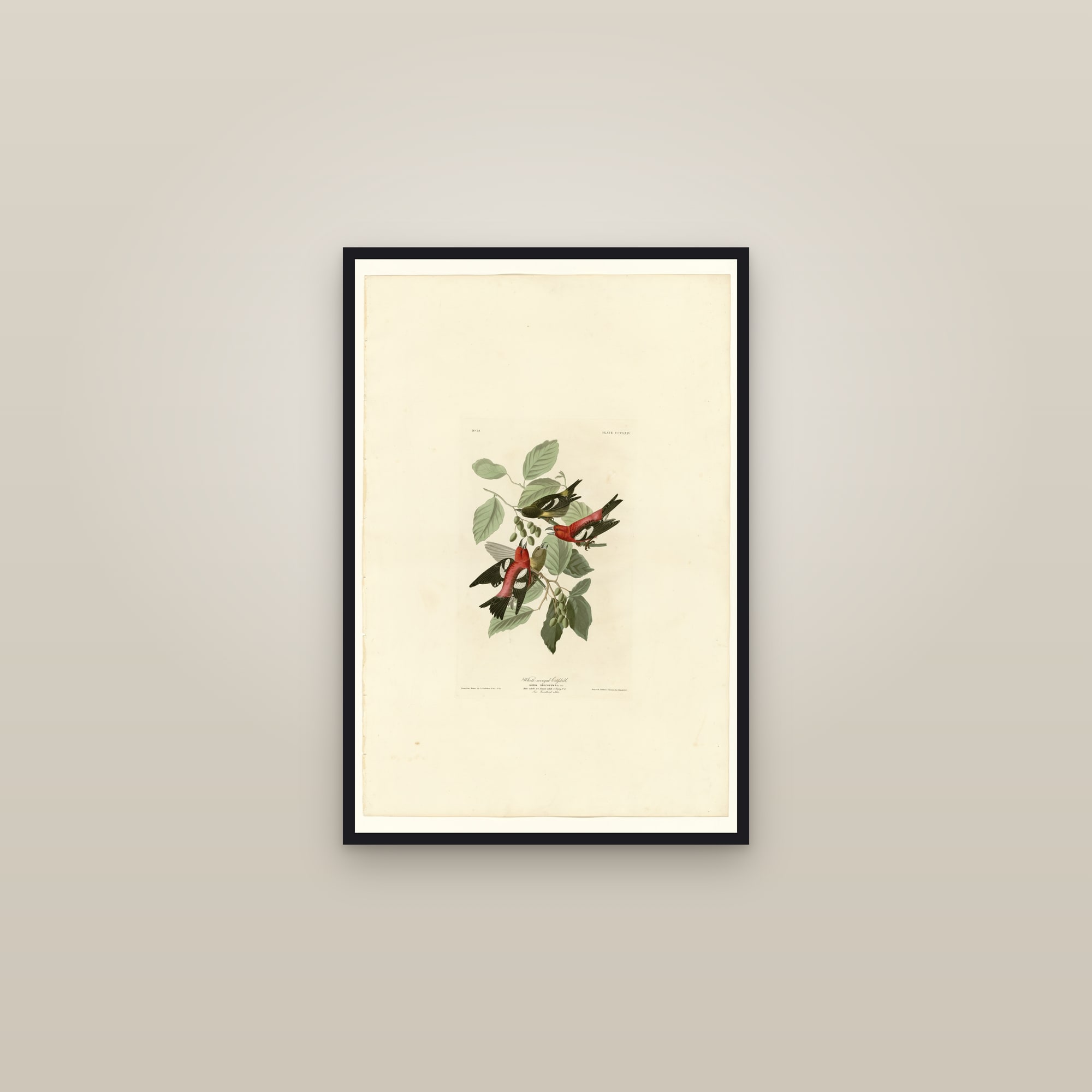 White-winged Crossbill — framed in a gallery setting