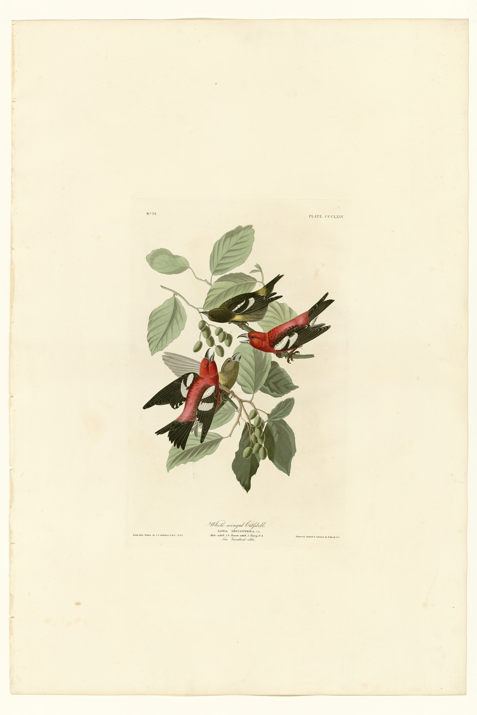 White-winged Crossbill