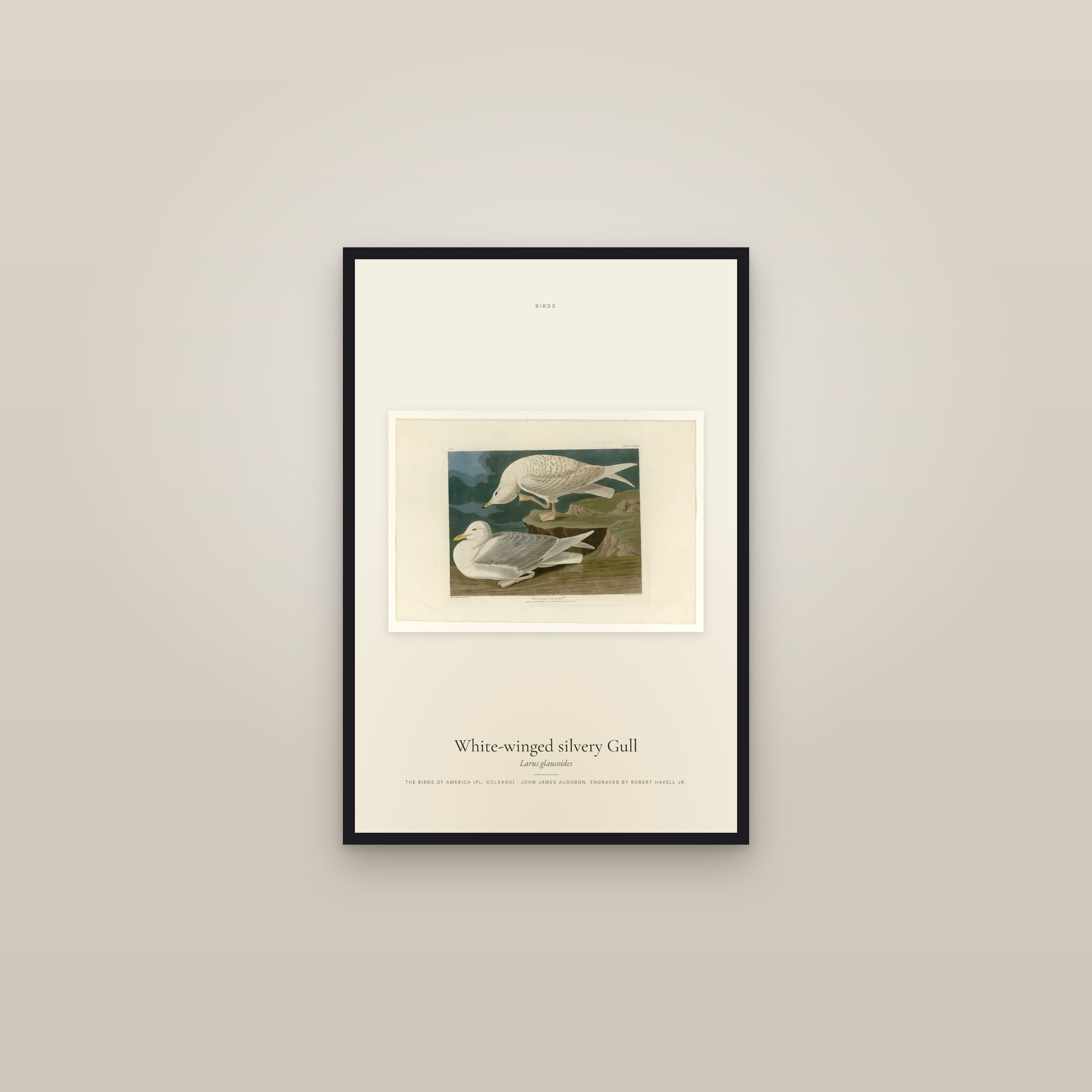 White-winged silvery Gull — framed in a gallery setting