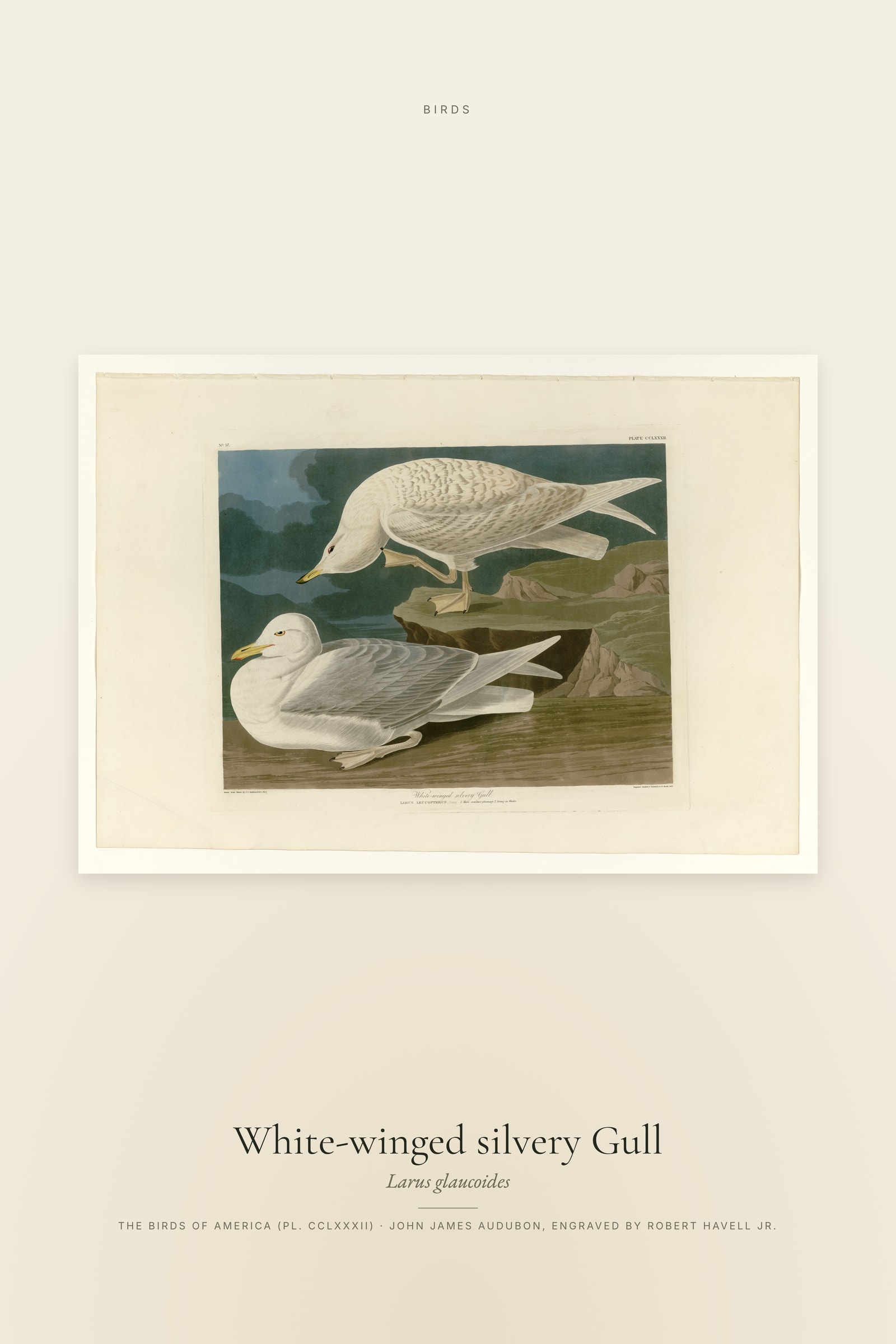 White-winged silvery Gull