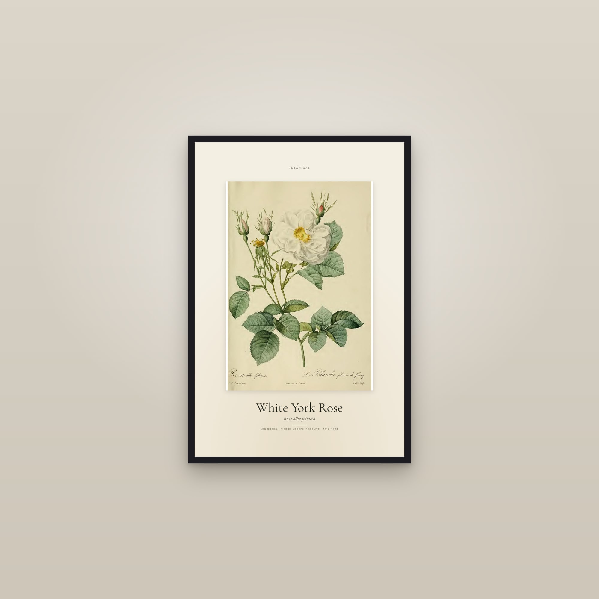 White York Rose — Specimen — framed in a gallery setting