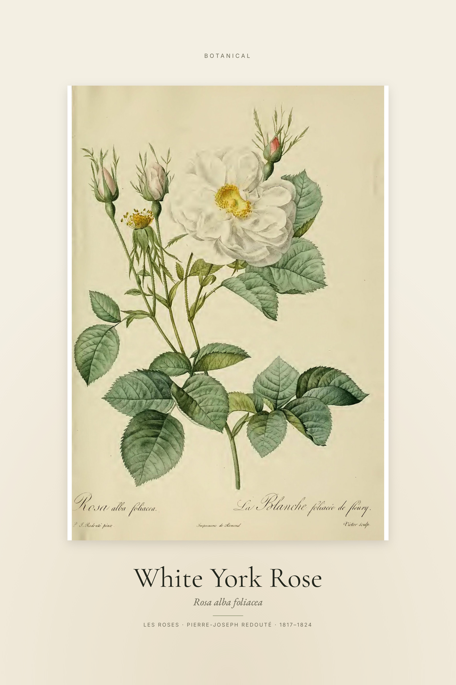 White York Rose — Specimen