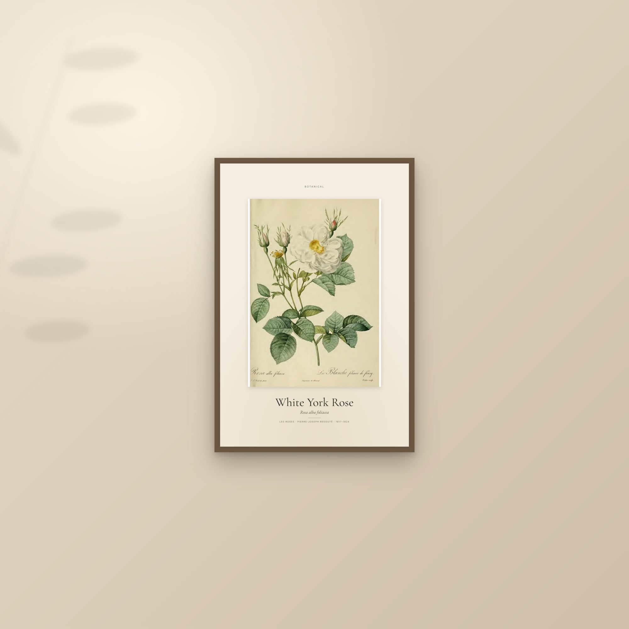 White York Rose — Specimen — framed and styled on a sunlit wall