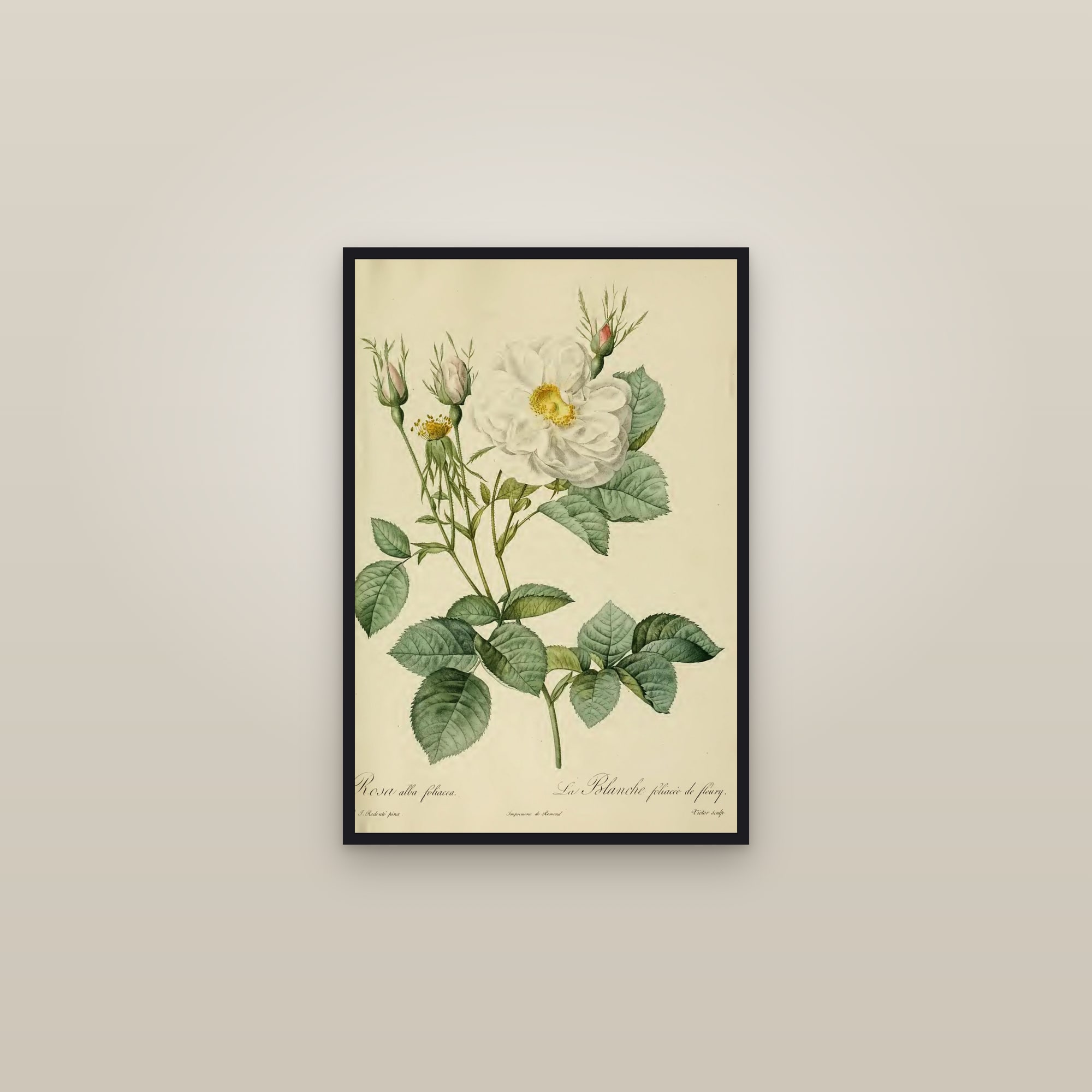 White York Rose — framed in a gallery setting