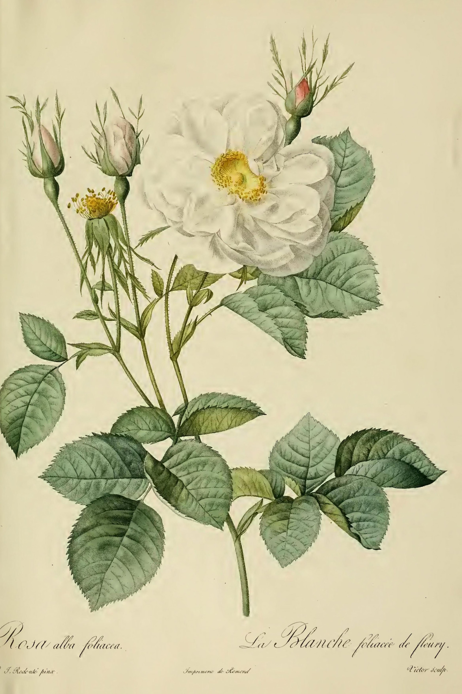 White York Rose