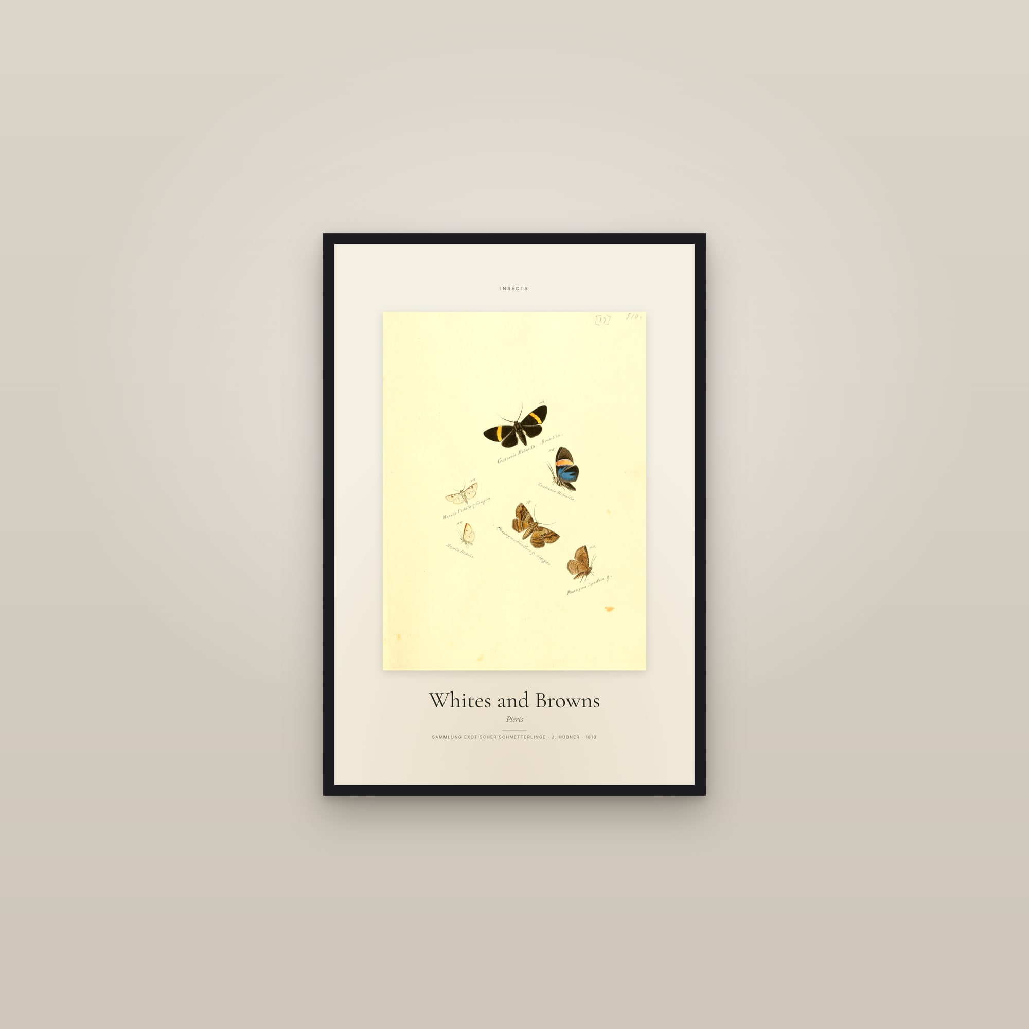 Whites and Browns — Specimen — framed in a gallery setting