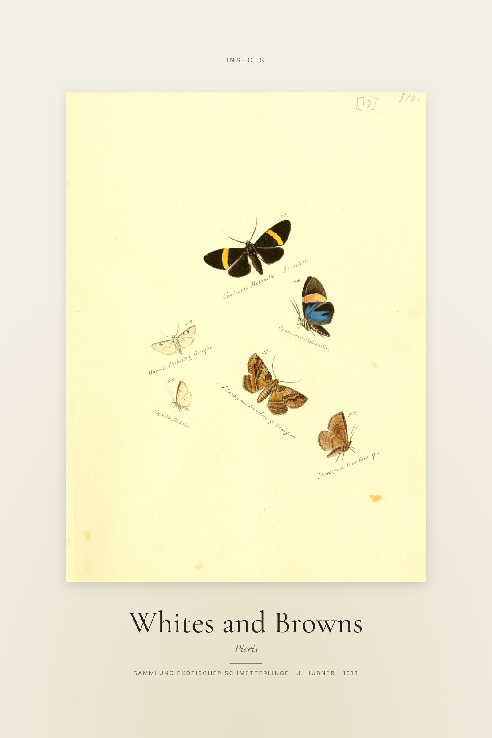 Whites and Browns — Specimen