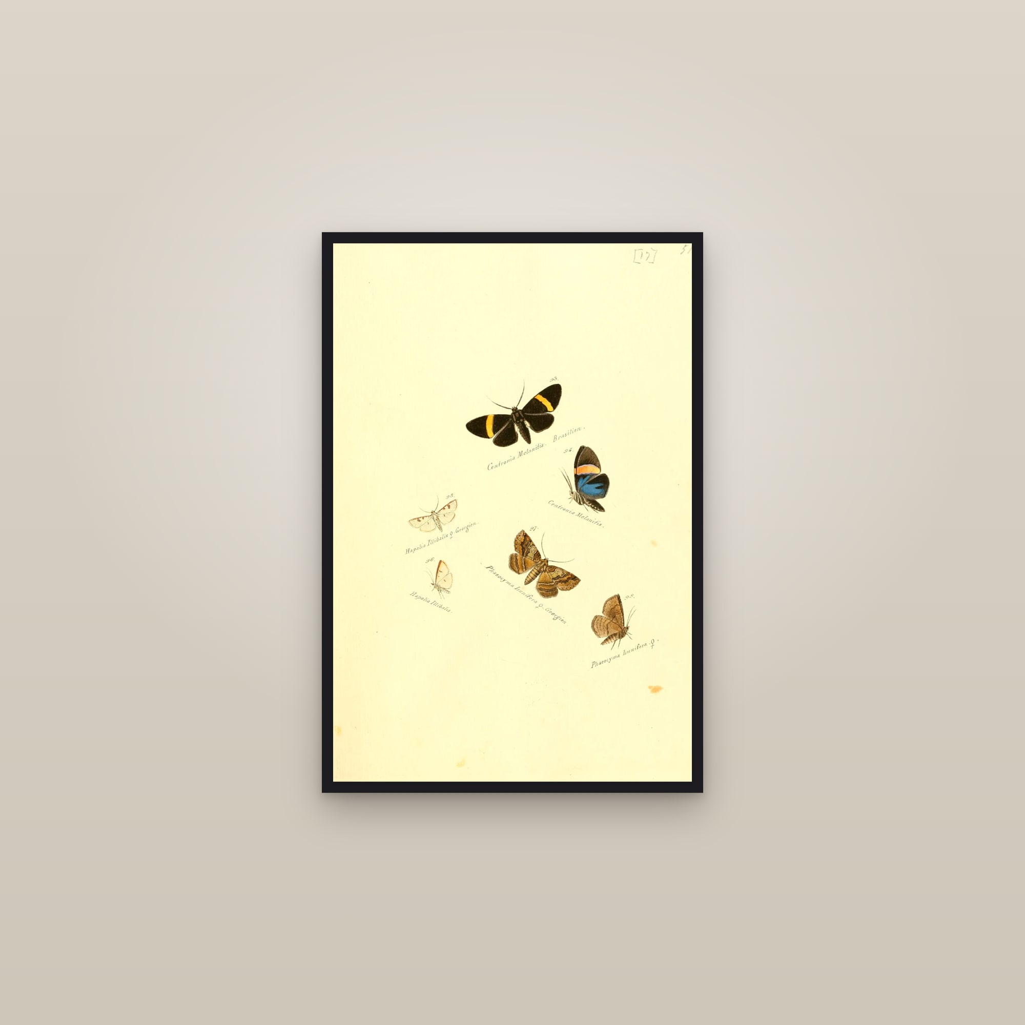 Whites and Browns — framed in a gallery setting