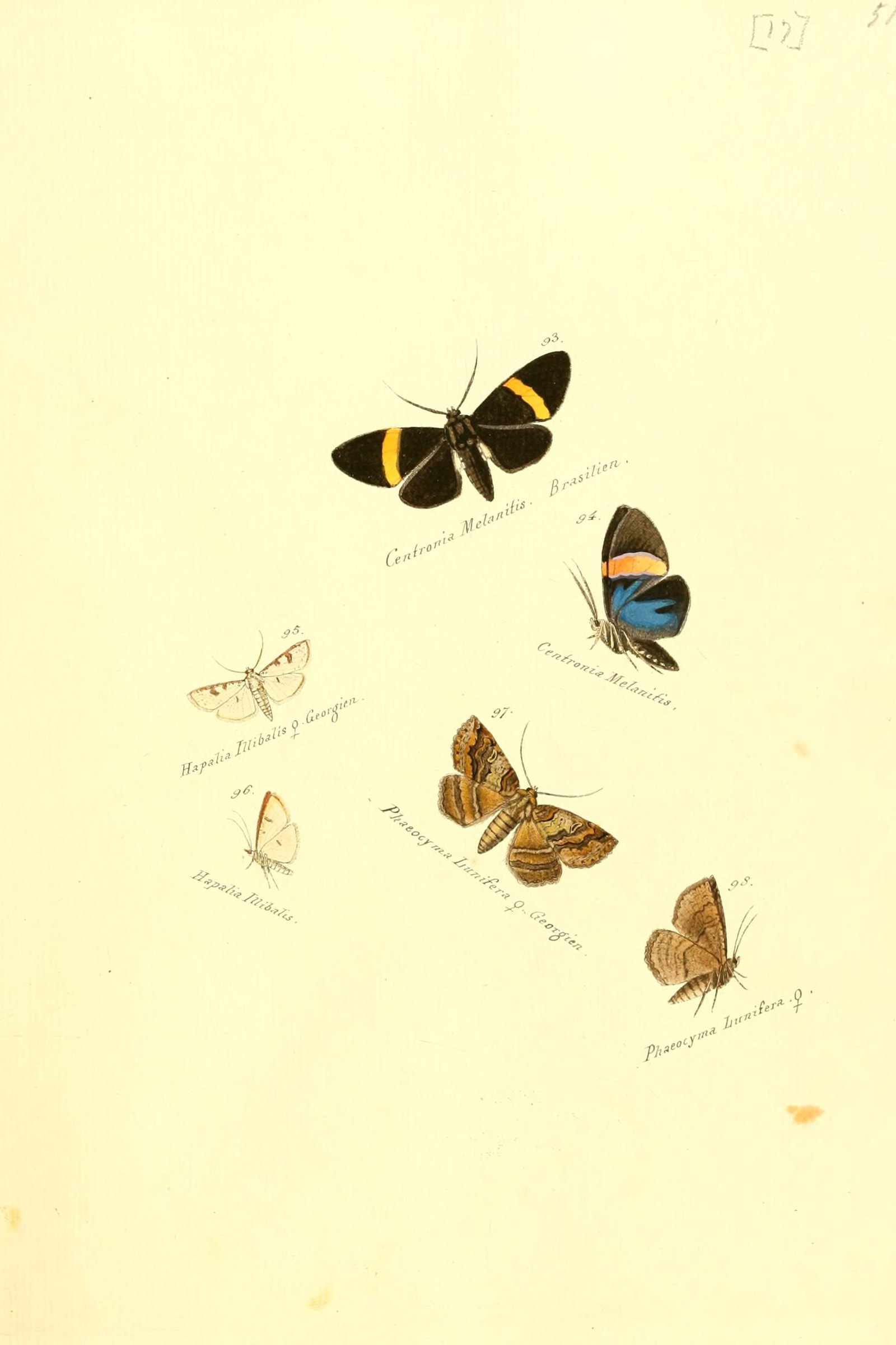 Whites and Browns