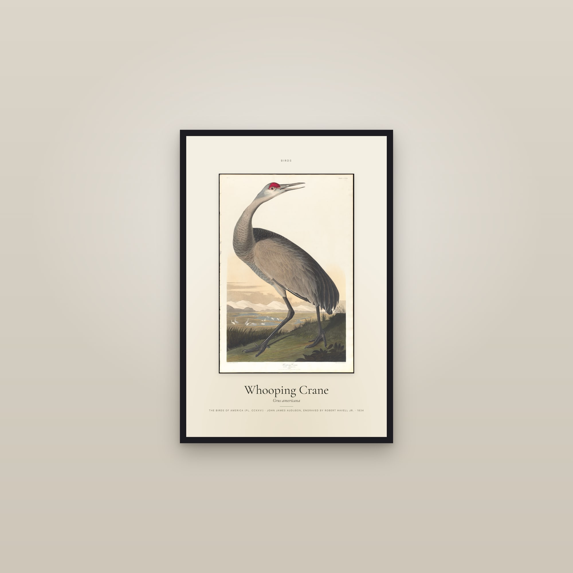 Whooping Crane — Specimen — framed in a gallery setting