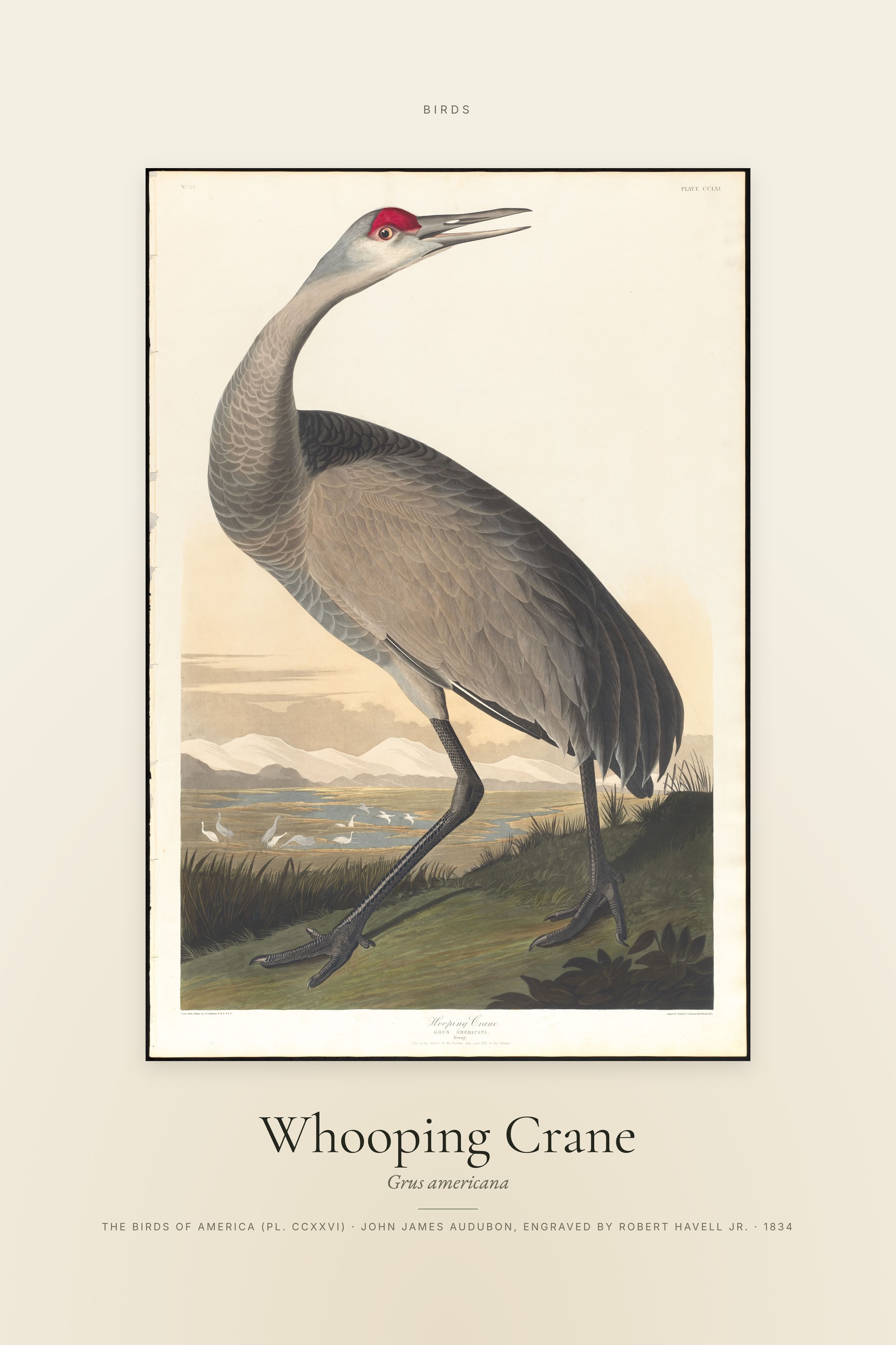 Whooping Crane — Specimen