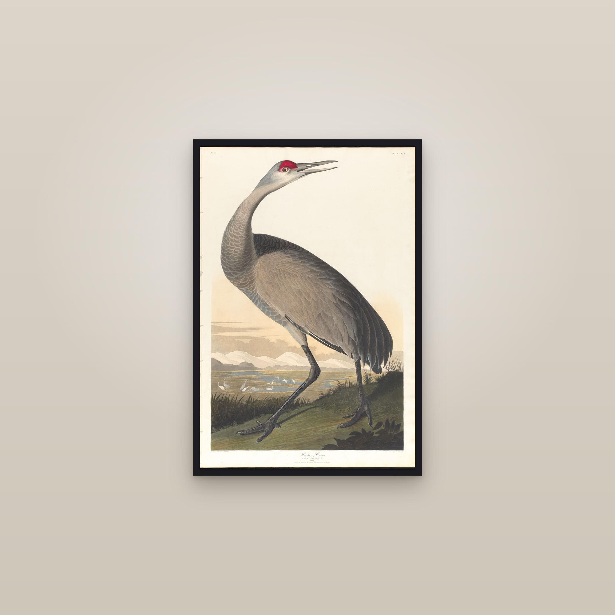 Whooping Crane — framed in a gallery setting