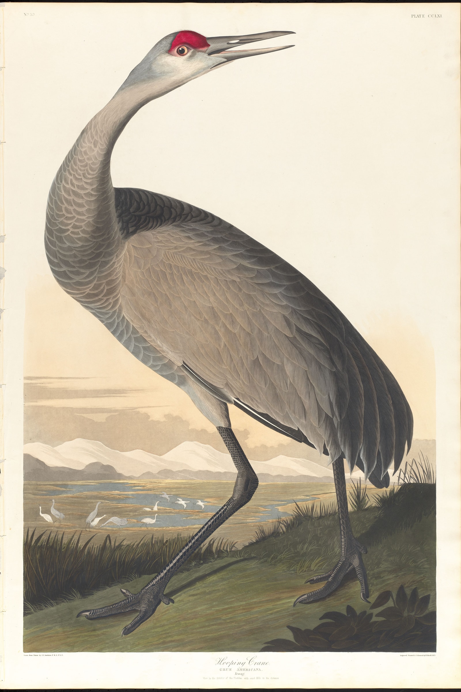 Whooping Crane