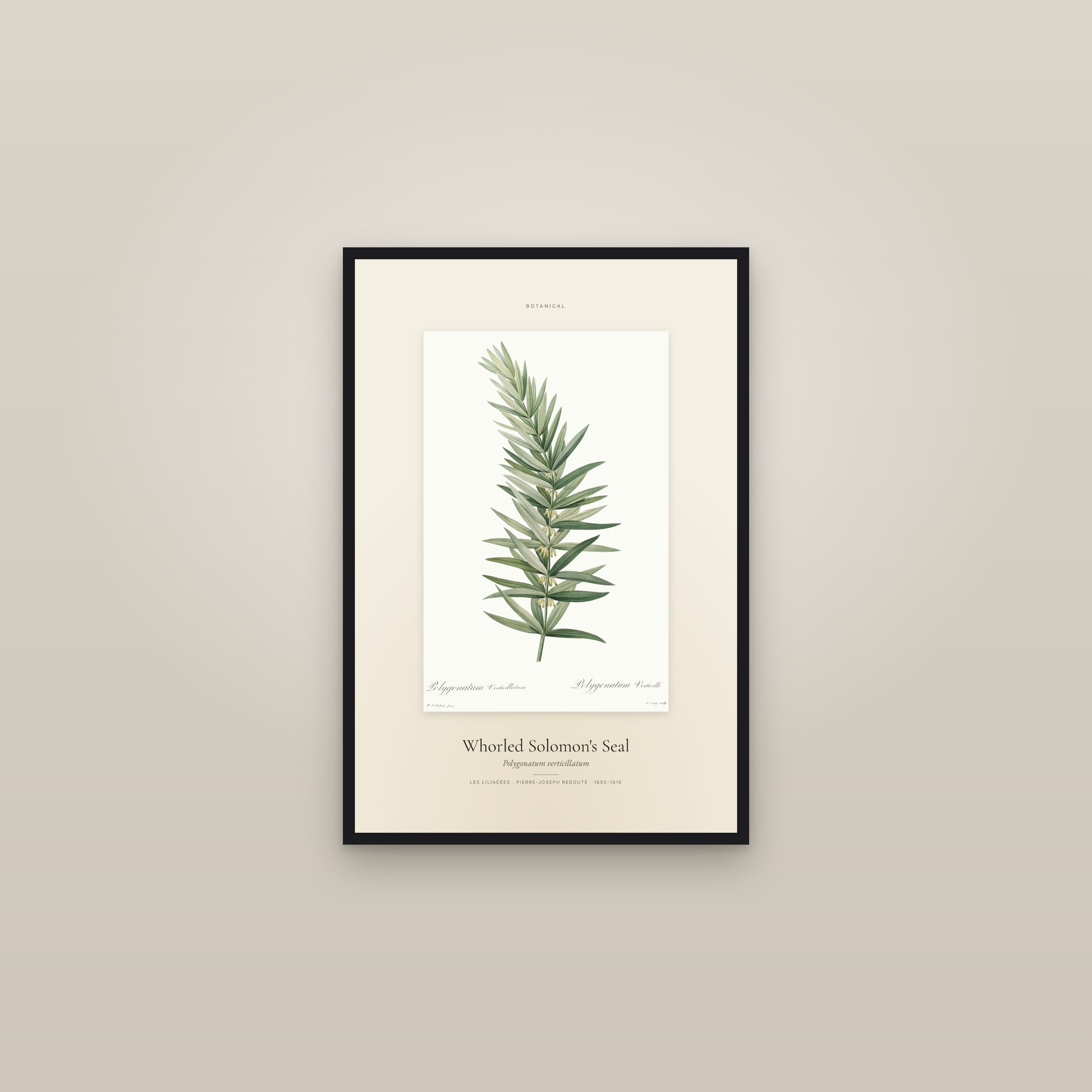 Whorled Solomon's Seal — Specimen — framed in a gallery setting