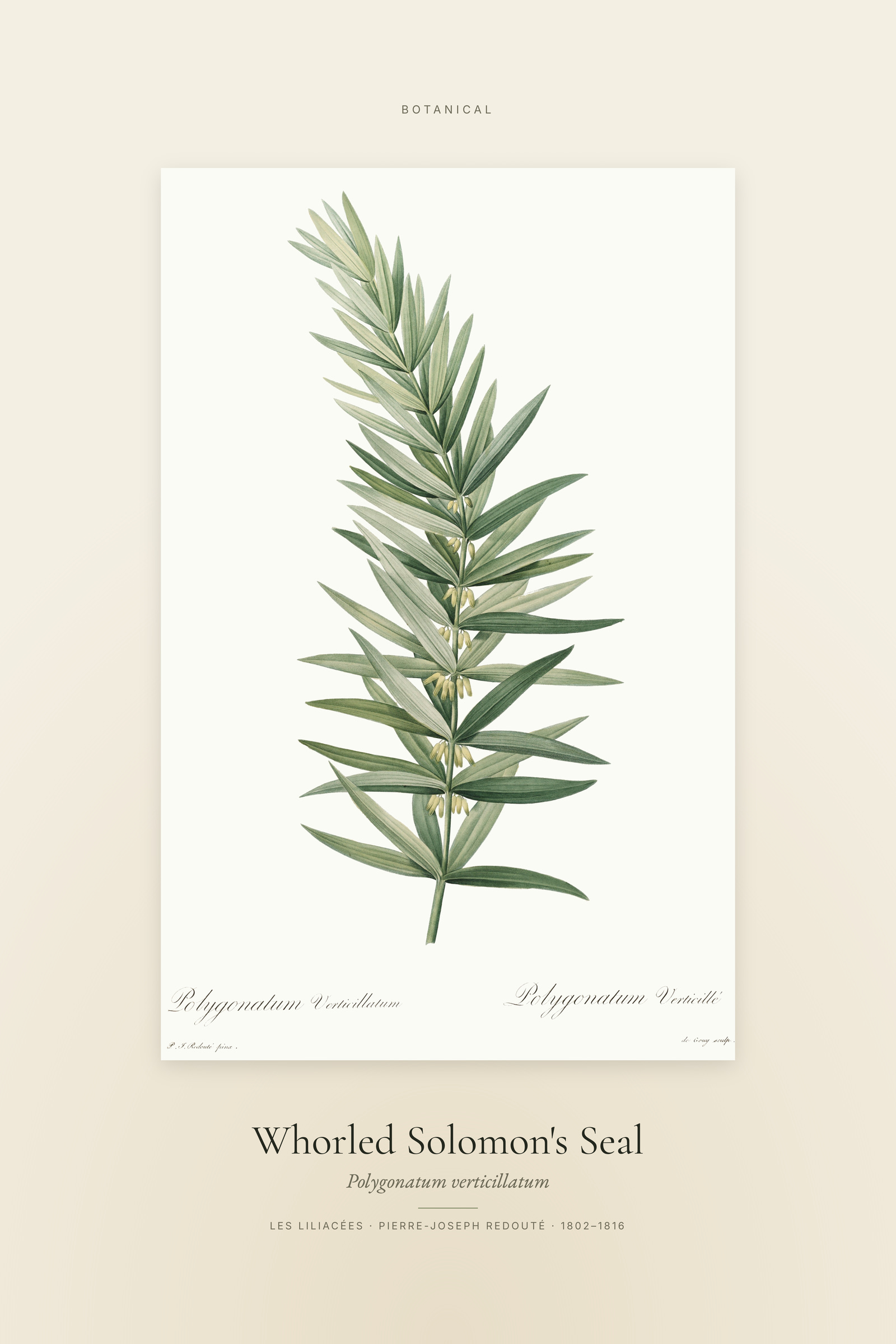 Whorled Solomon's Seal — Specimen