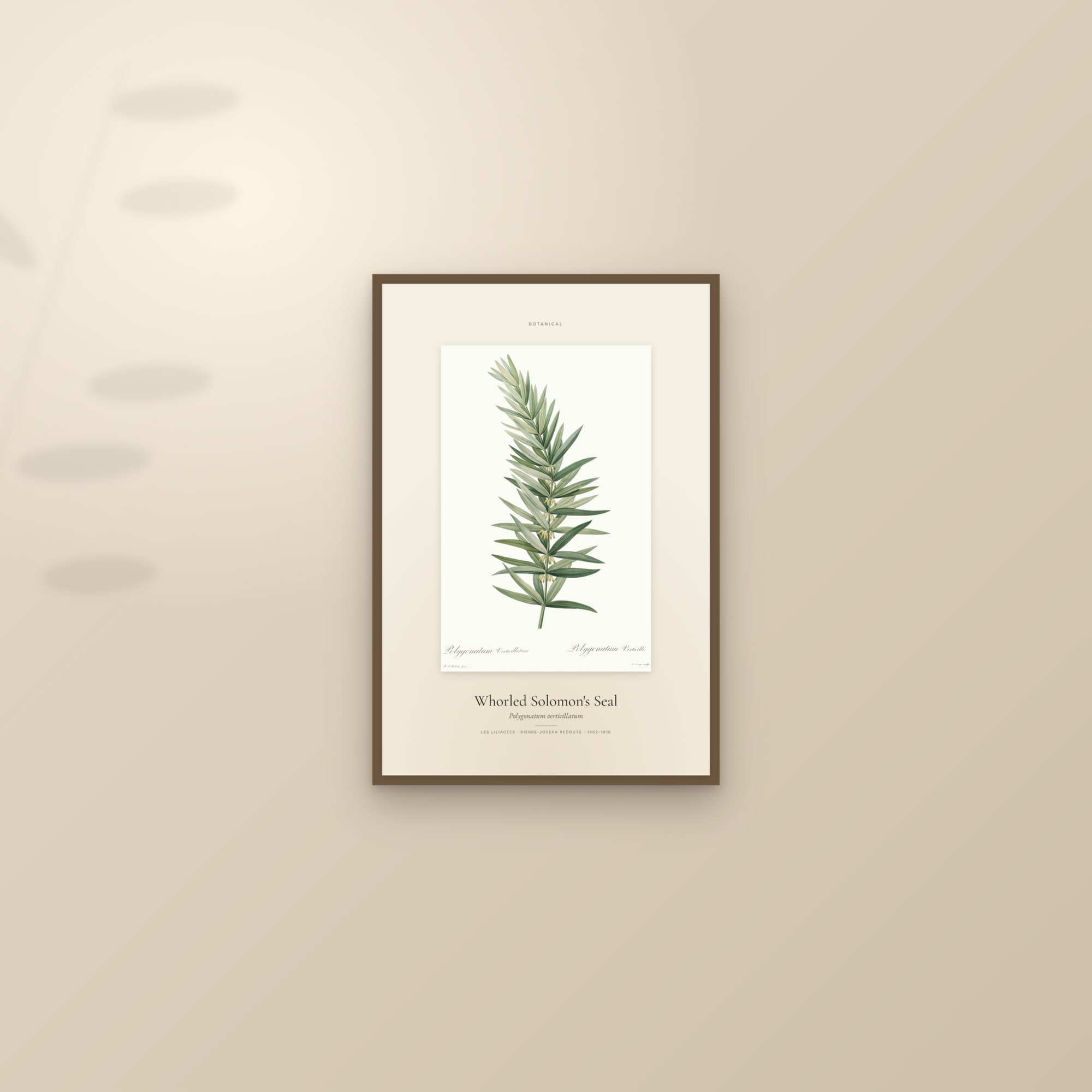 Whorled Solomon's Seal — Specimen — framed and styled on a sunlit wall