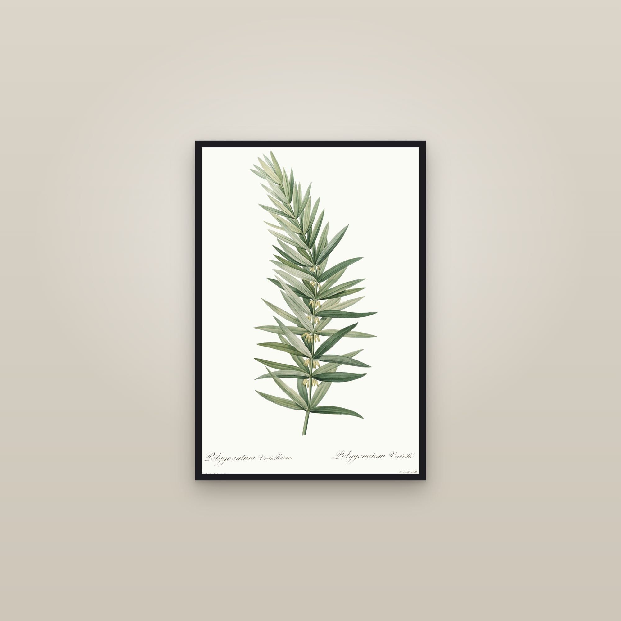 Whorled Solomon's Seal — framed in a gallery setting