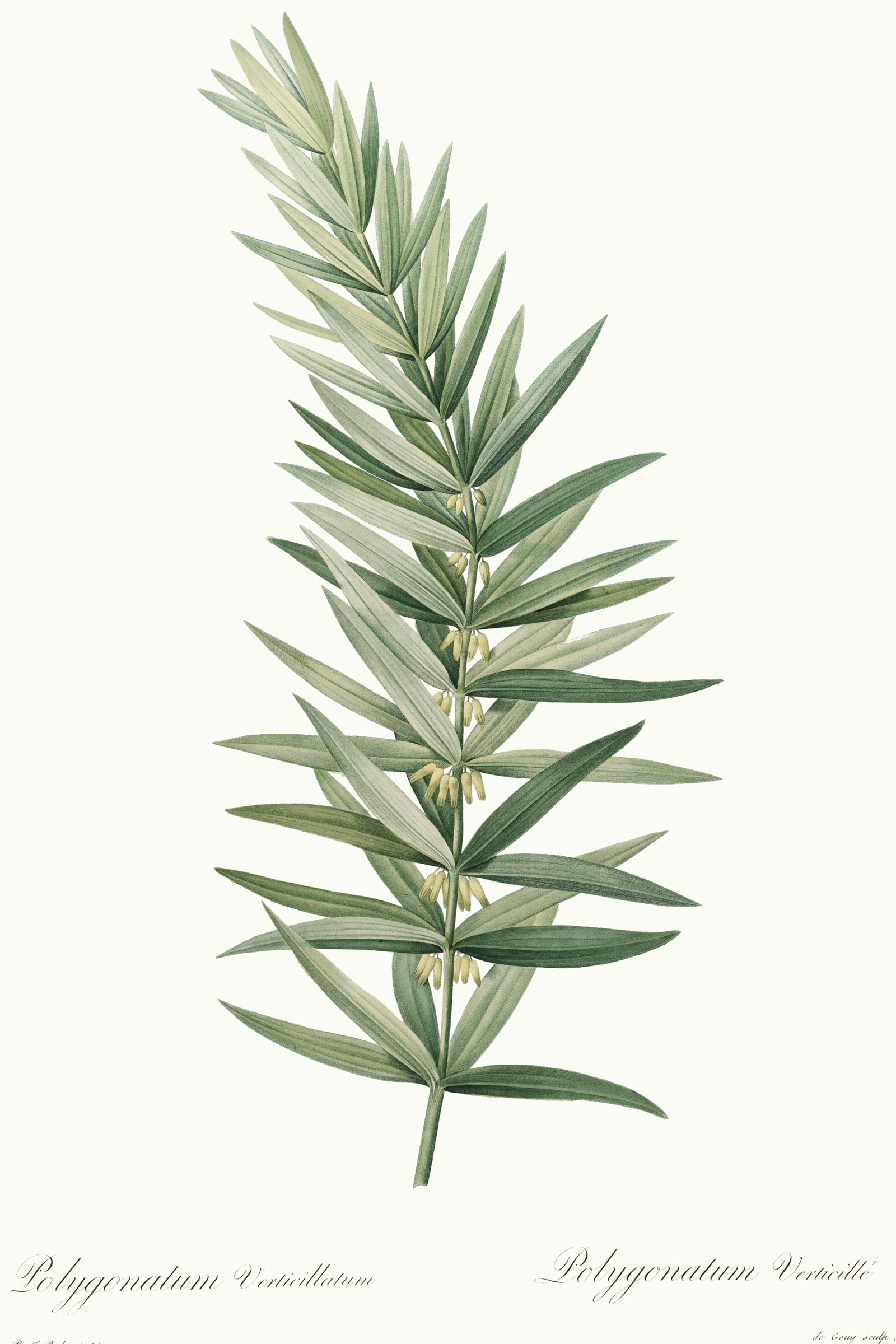 Whorled Solomon's Seal