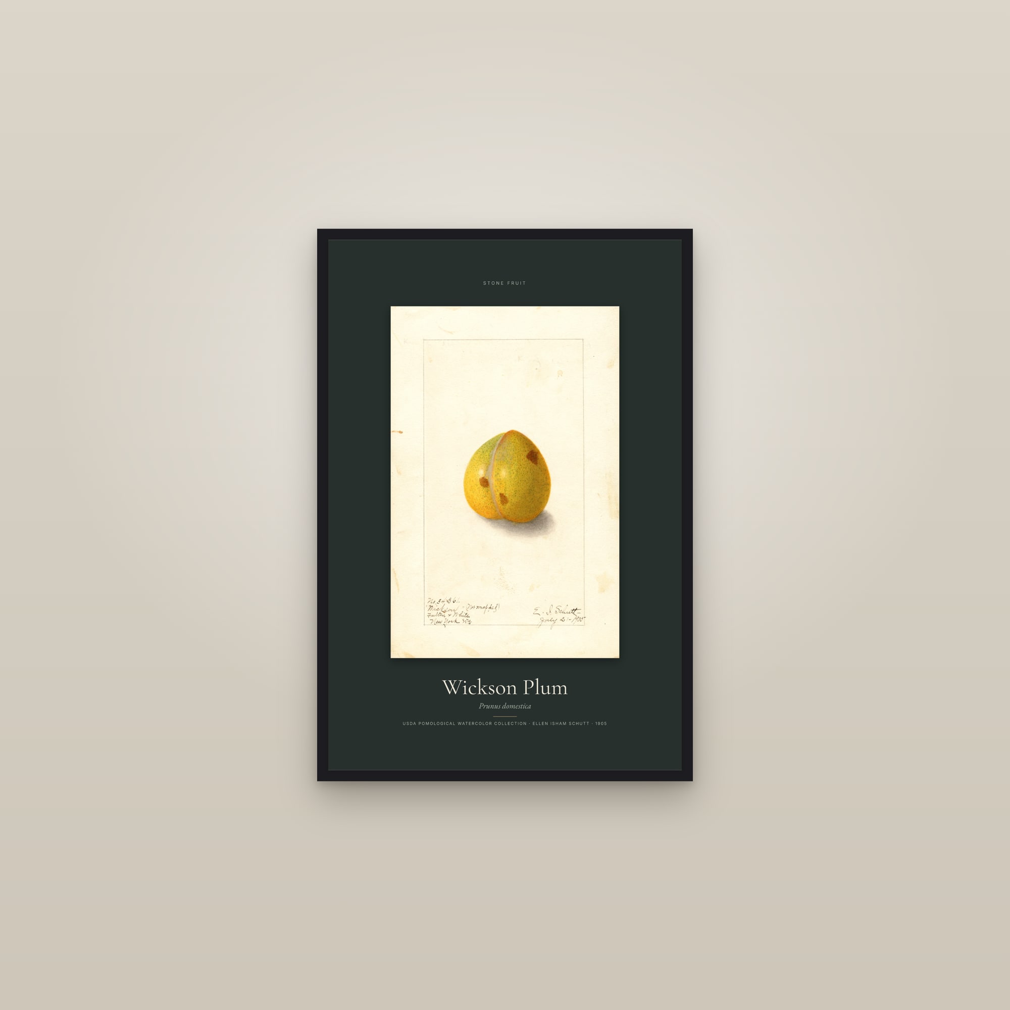 Wickson Plum — Specimen — framed in a gallery setting