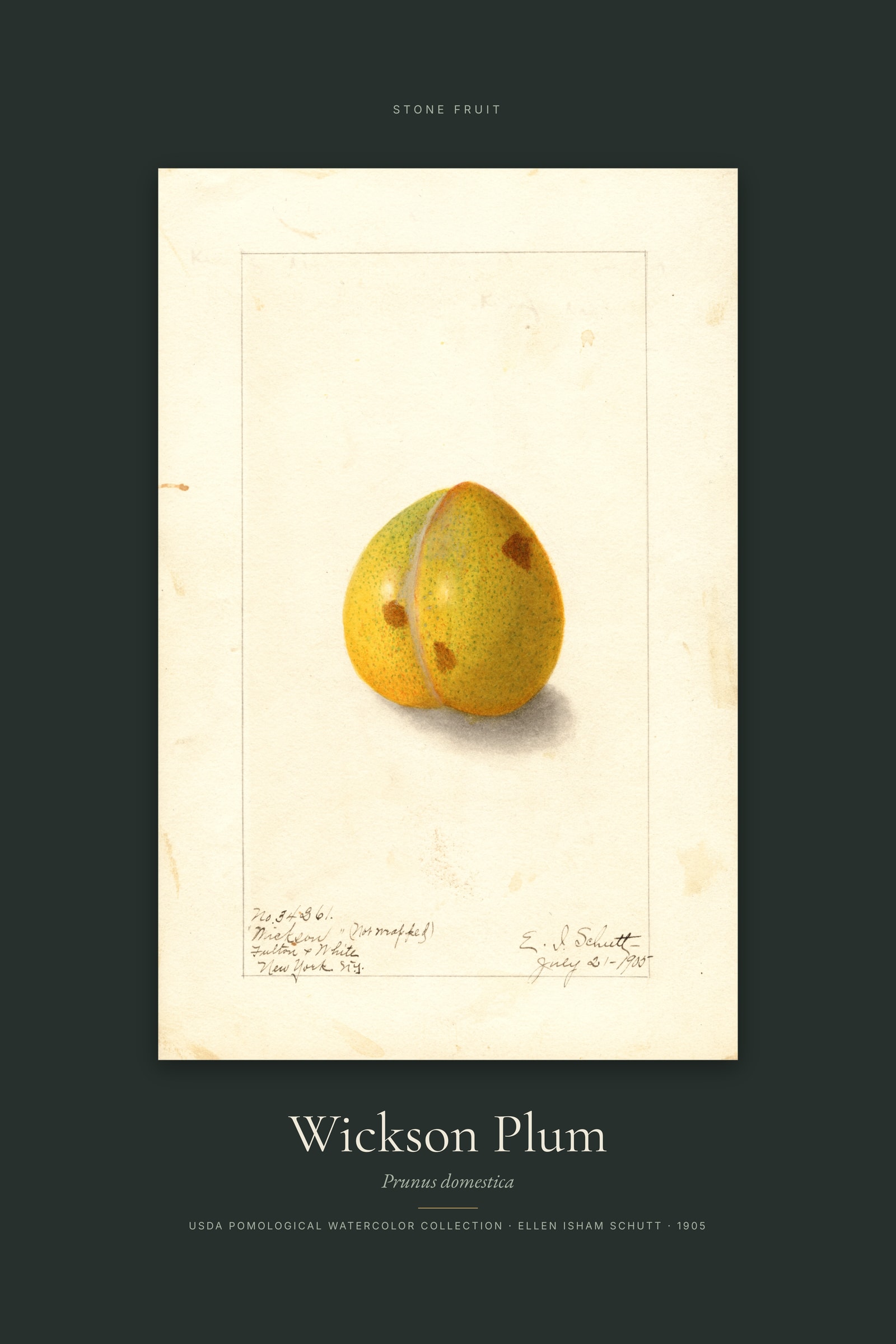 Wickson Plum — Specimen