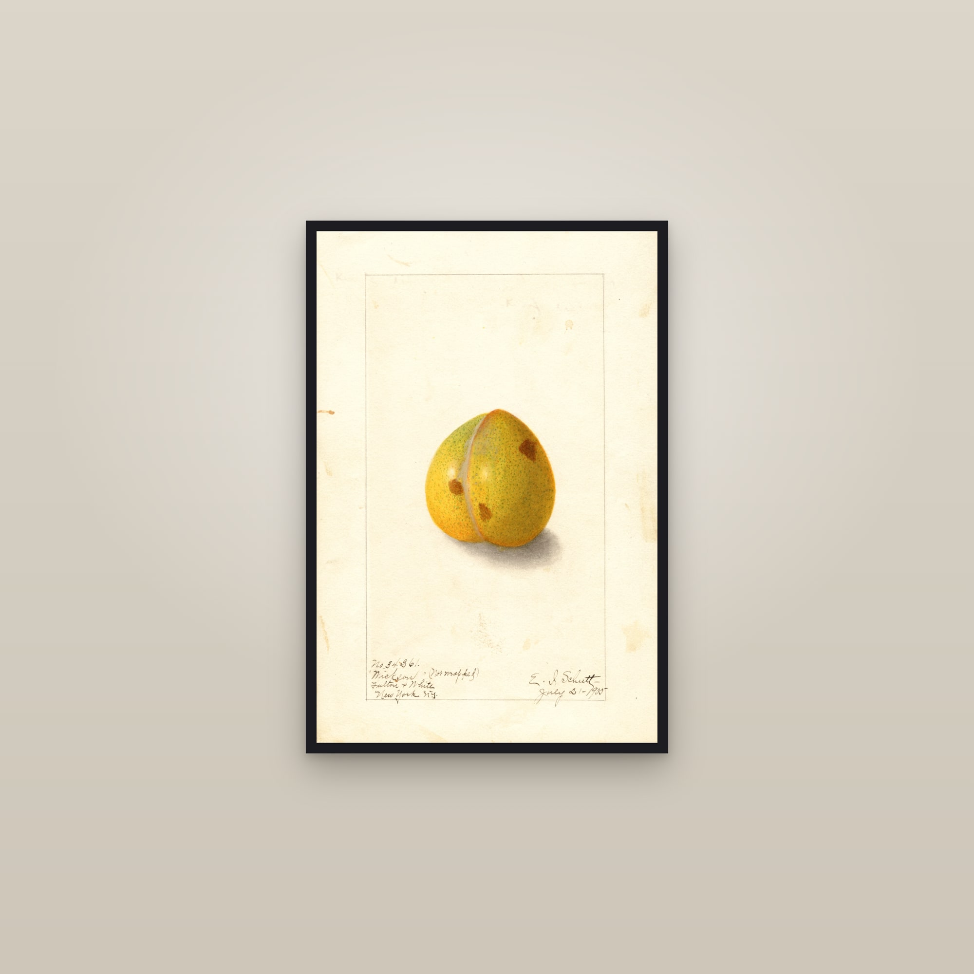 Wickson Plum — framed in a gallery setting