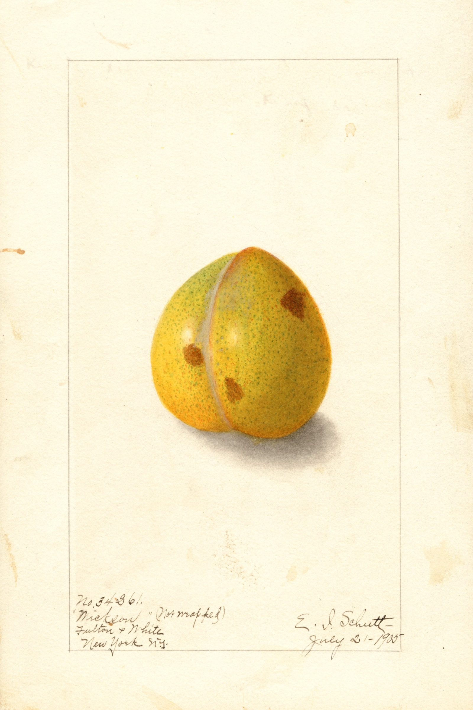 Wickson Plum