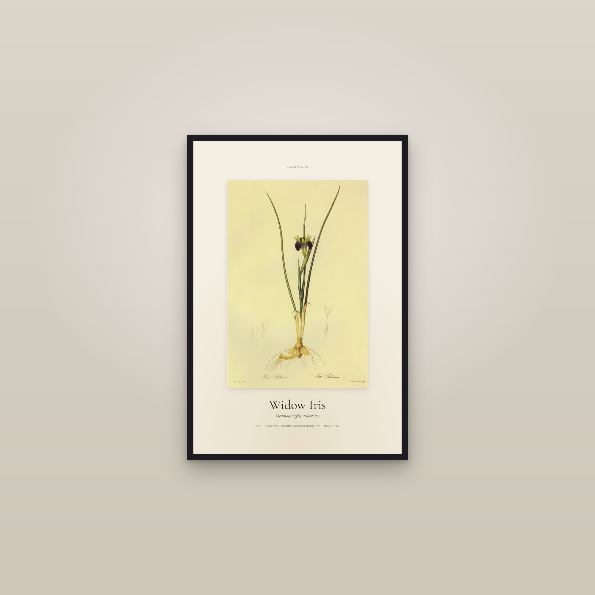 Widow Iris — Specimen — framed in a gallery setting