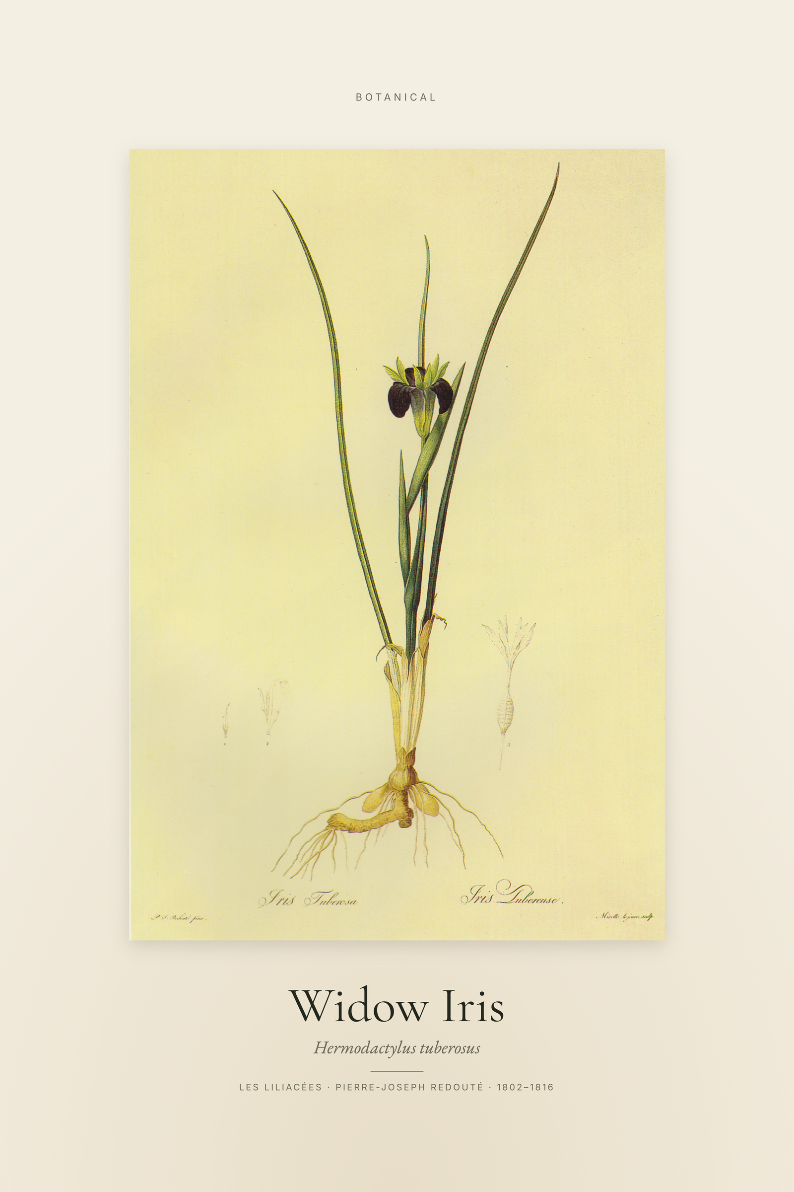 Widow Iris — Specimen