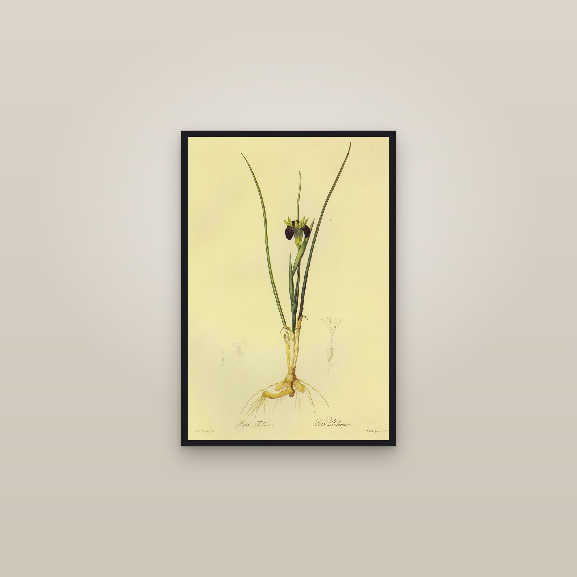 Widow Iris — framed in a gallery setting
