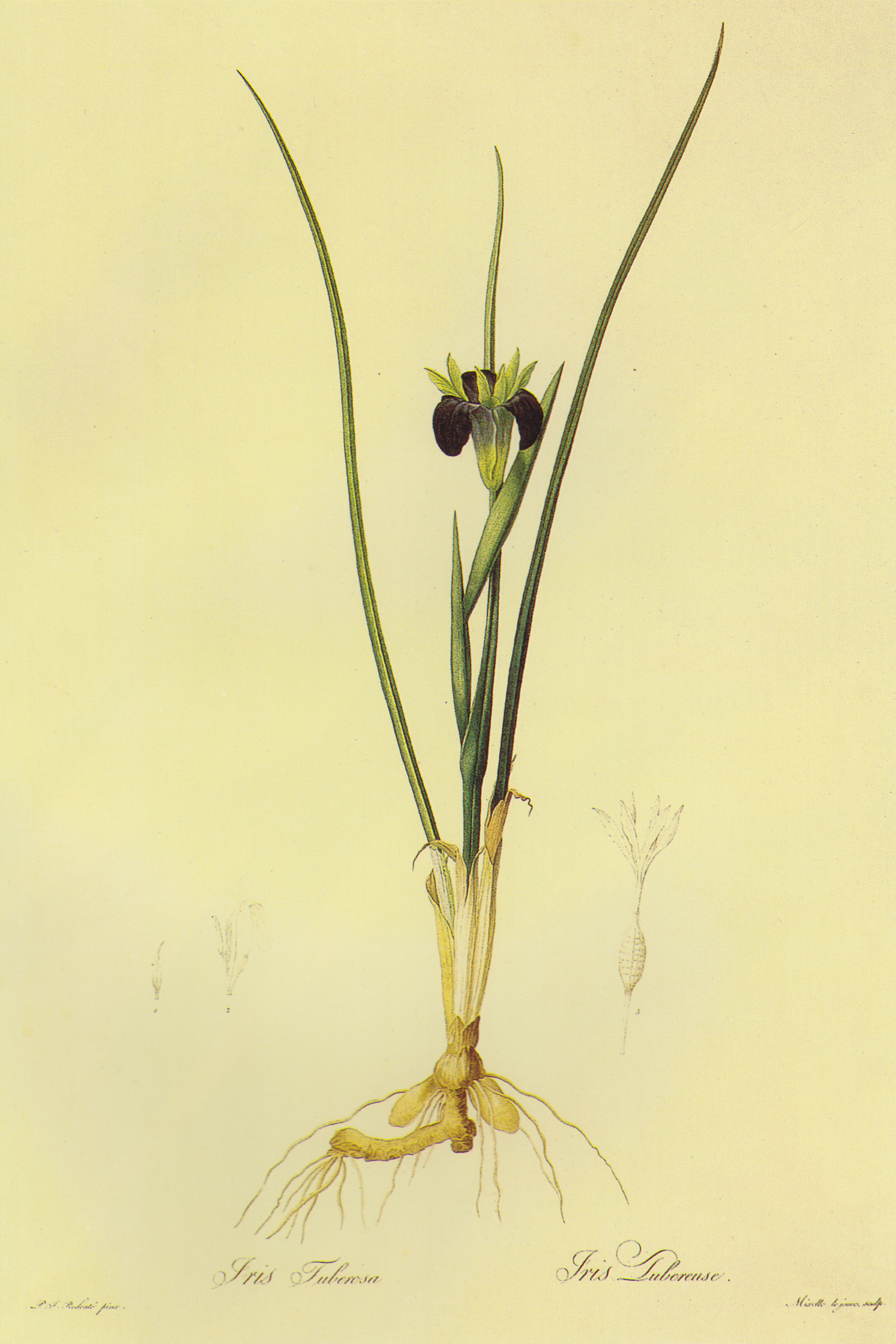 Widow Iris