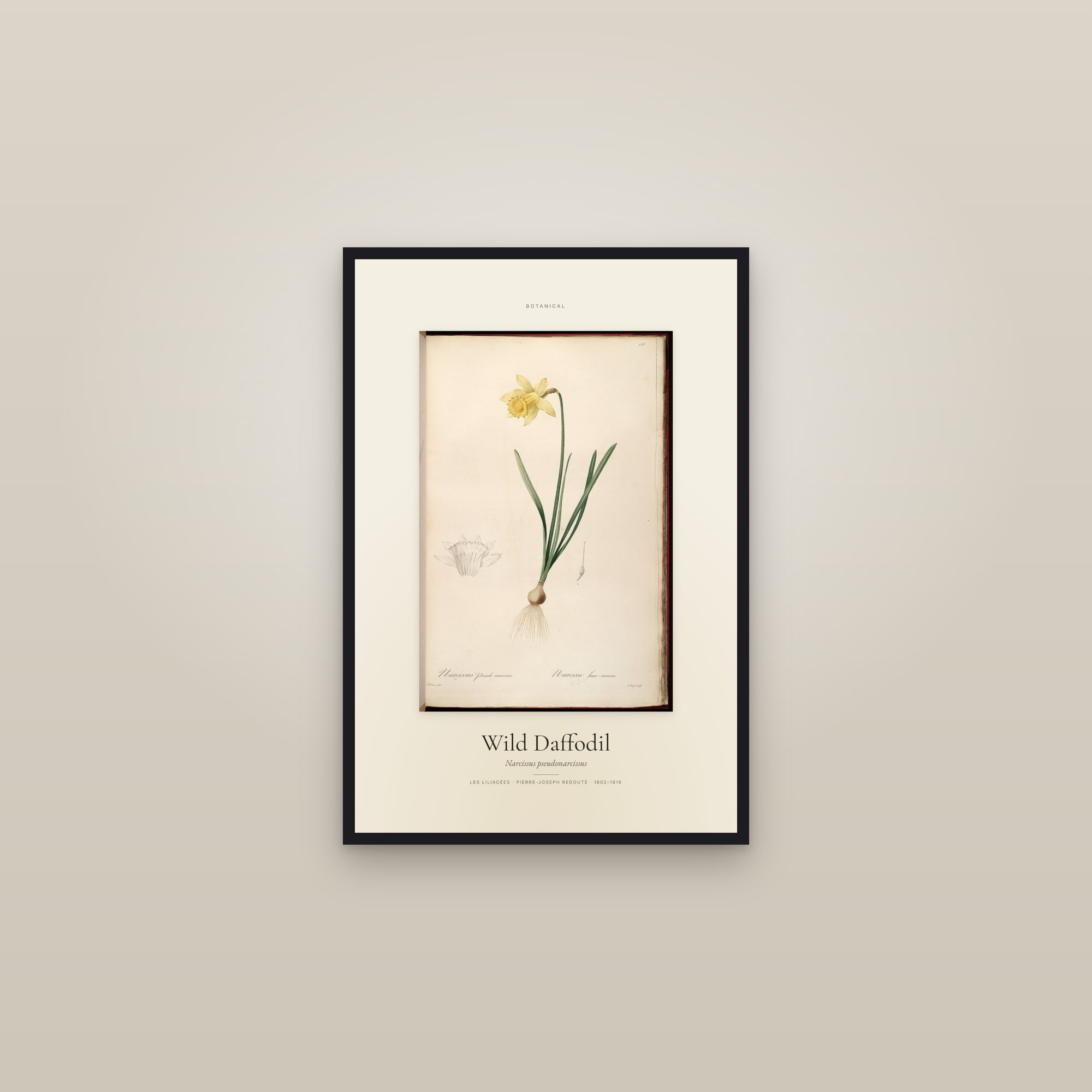 Wild Daffodil — Specimen