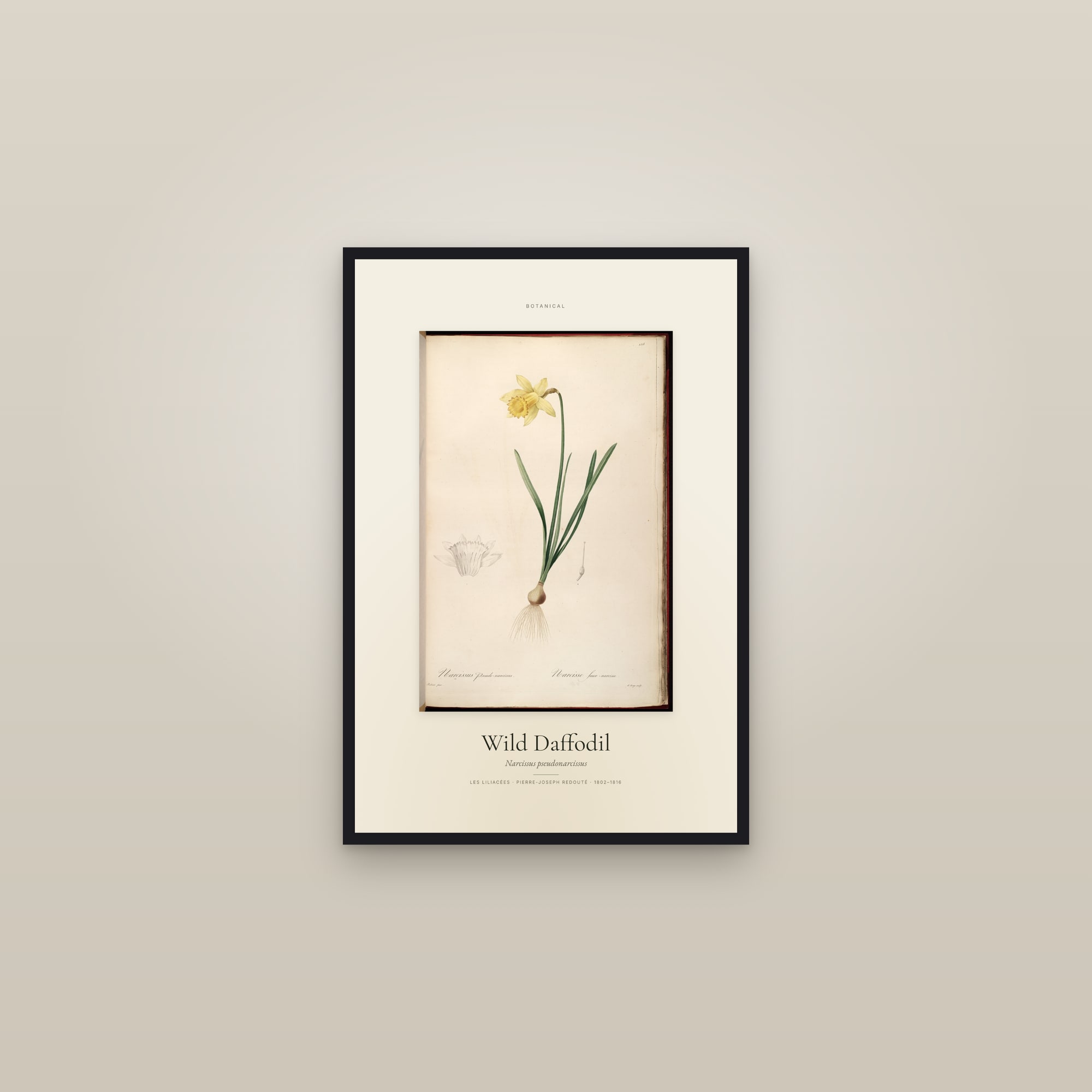 Wild Daffodil — Specimen — framed in a gallery setting