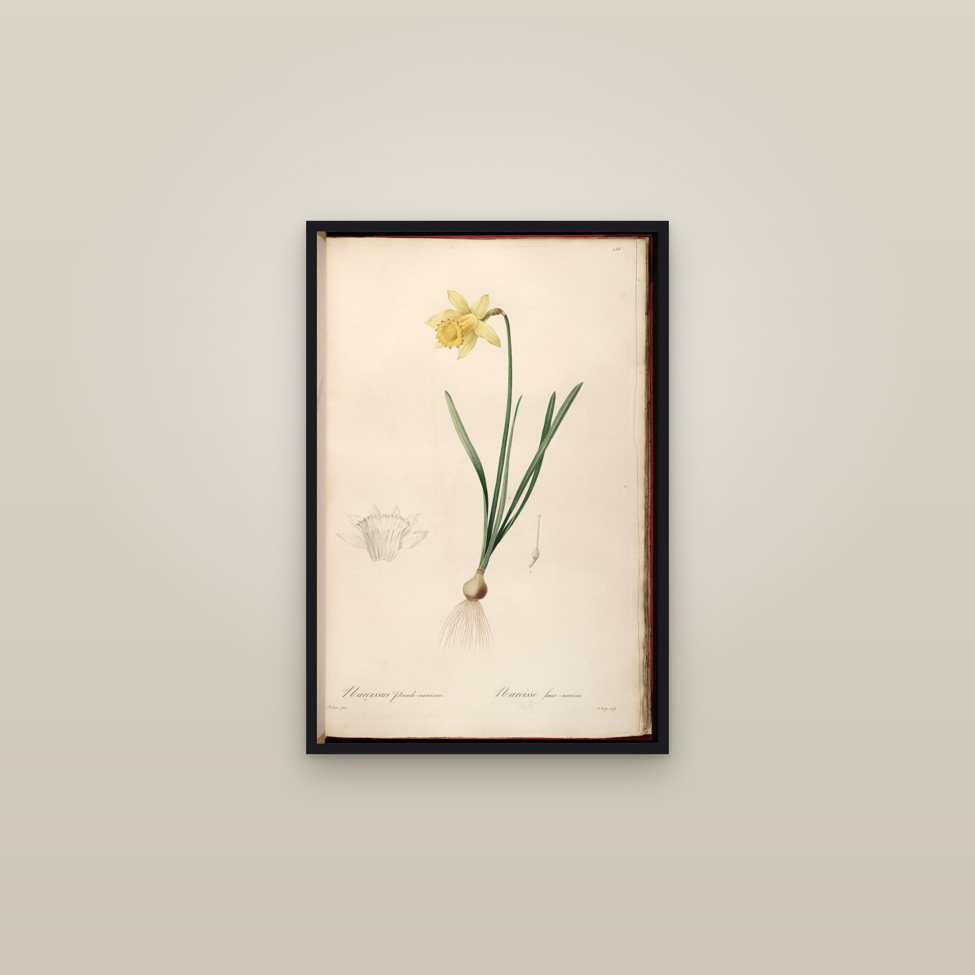 Wild Daffodil — framed in a gallery setting