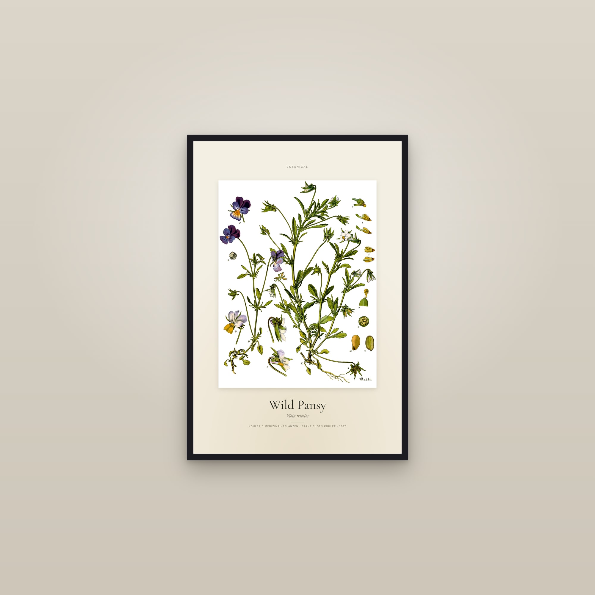 Wild Pansy — Specimen — framed in a gallery setting