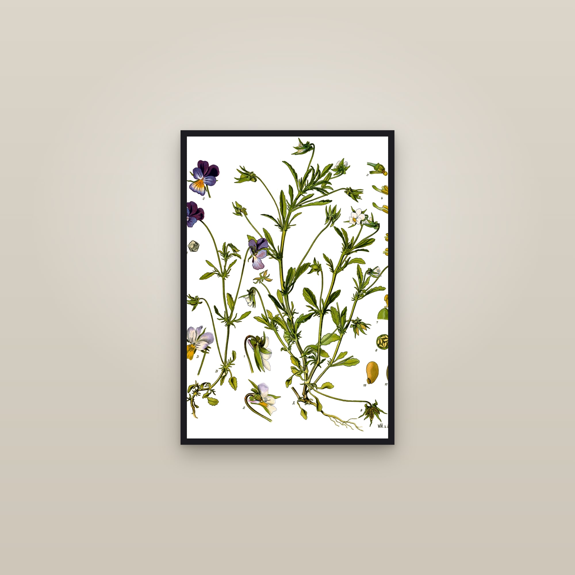 Wild Pansy — framed in a gallery setting