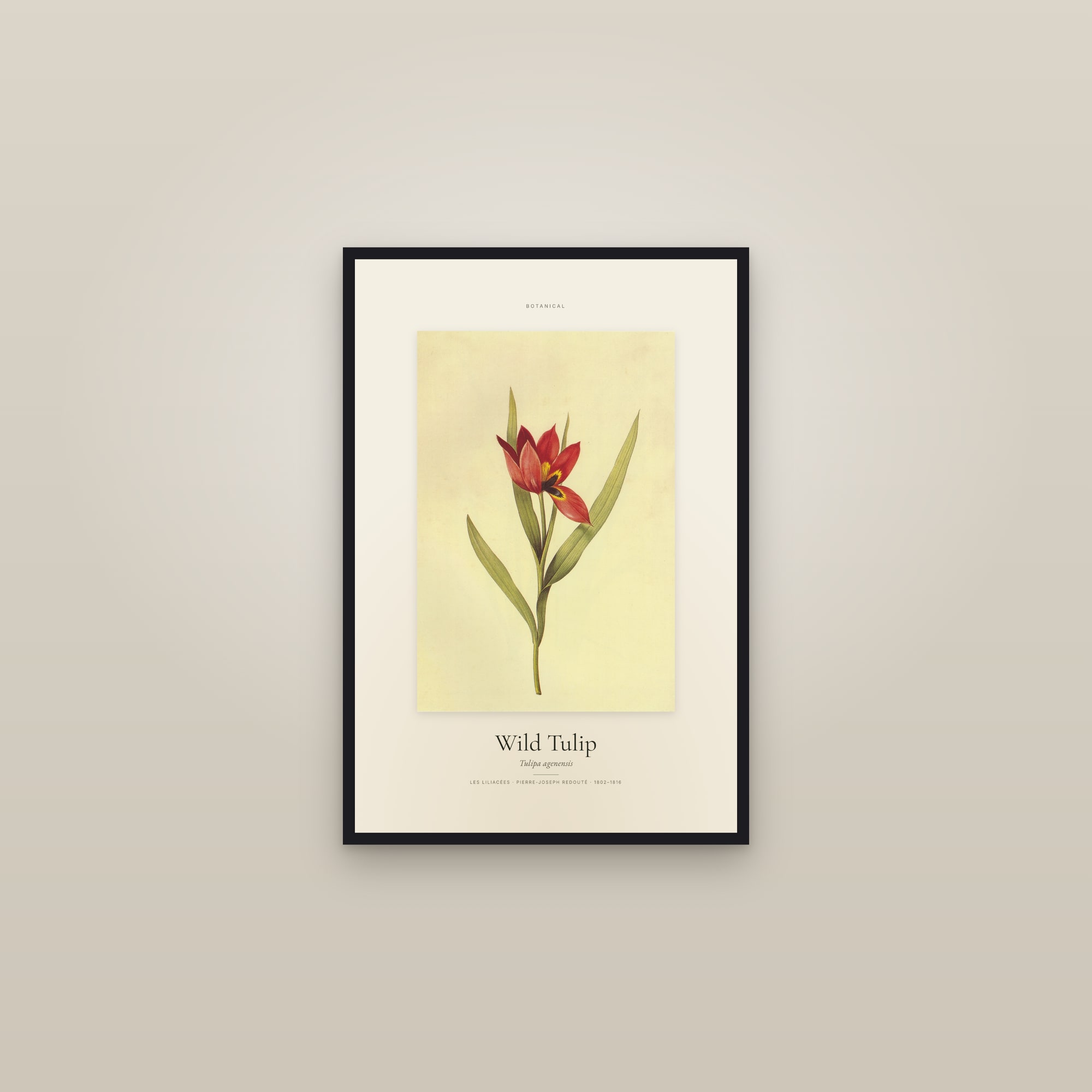 Wild Tulip — Specimen — framed in a gallery setting
