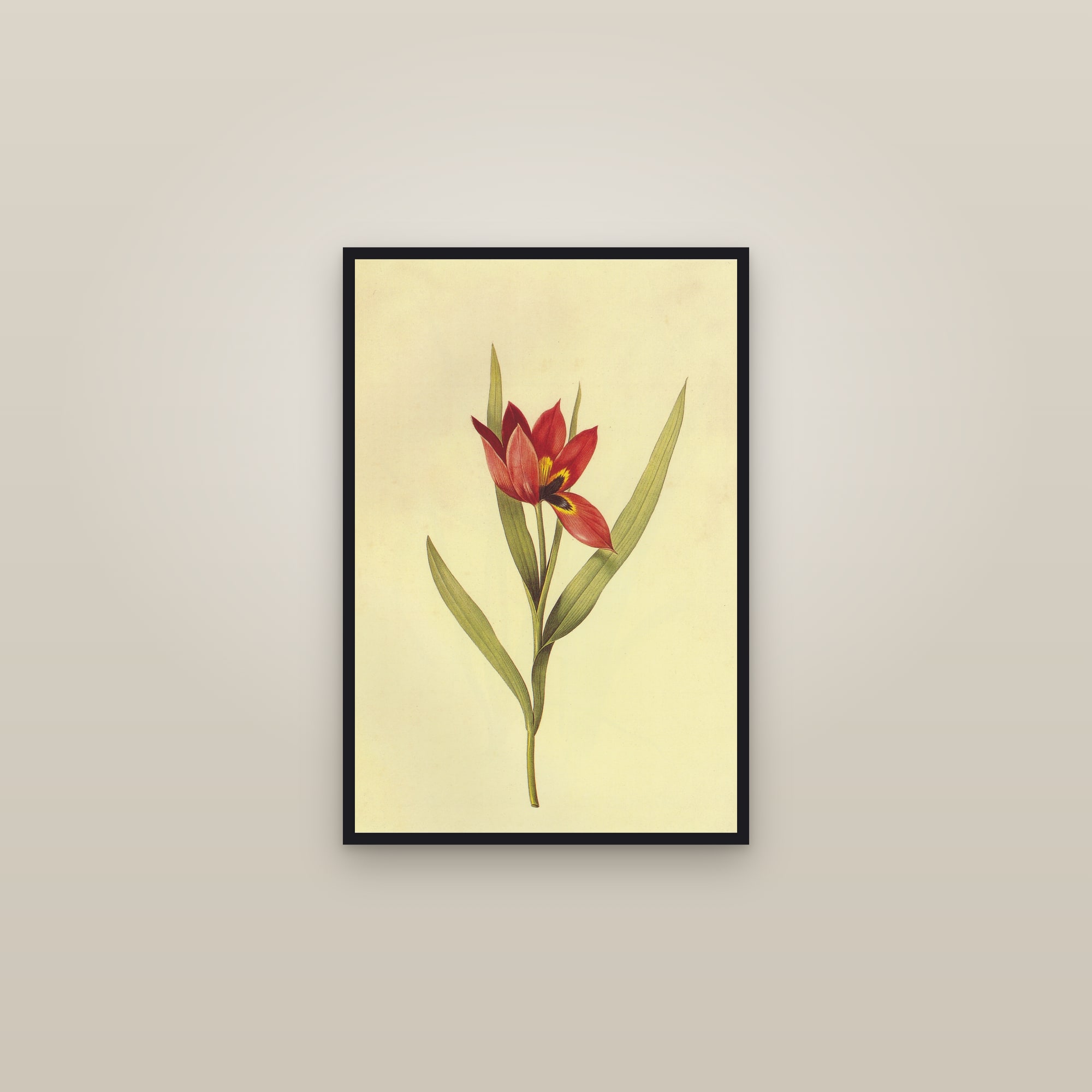 Wild Tulip