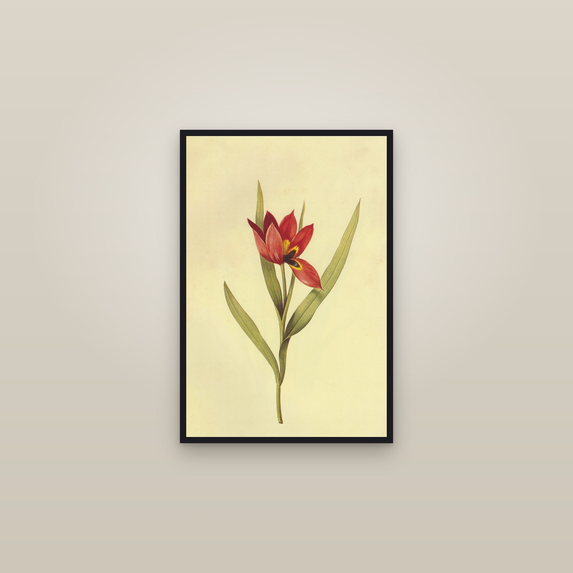 Wild Tulip — framed in a gallery setting