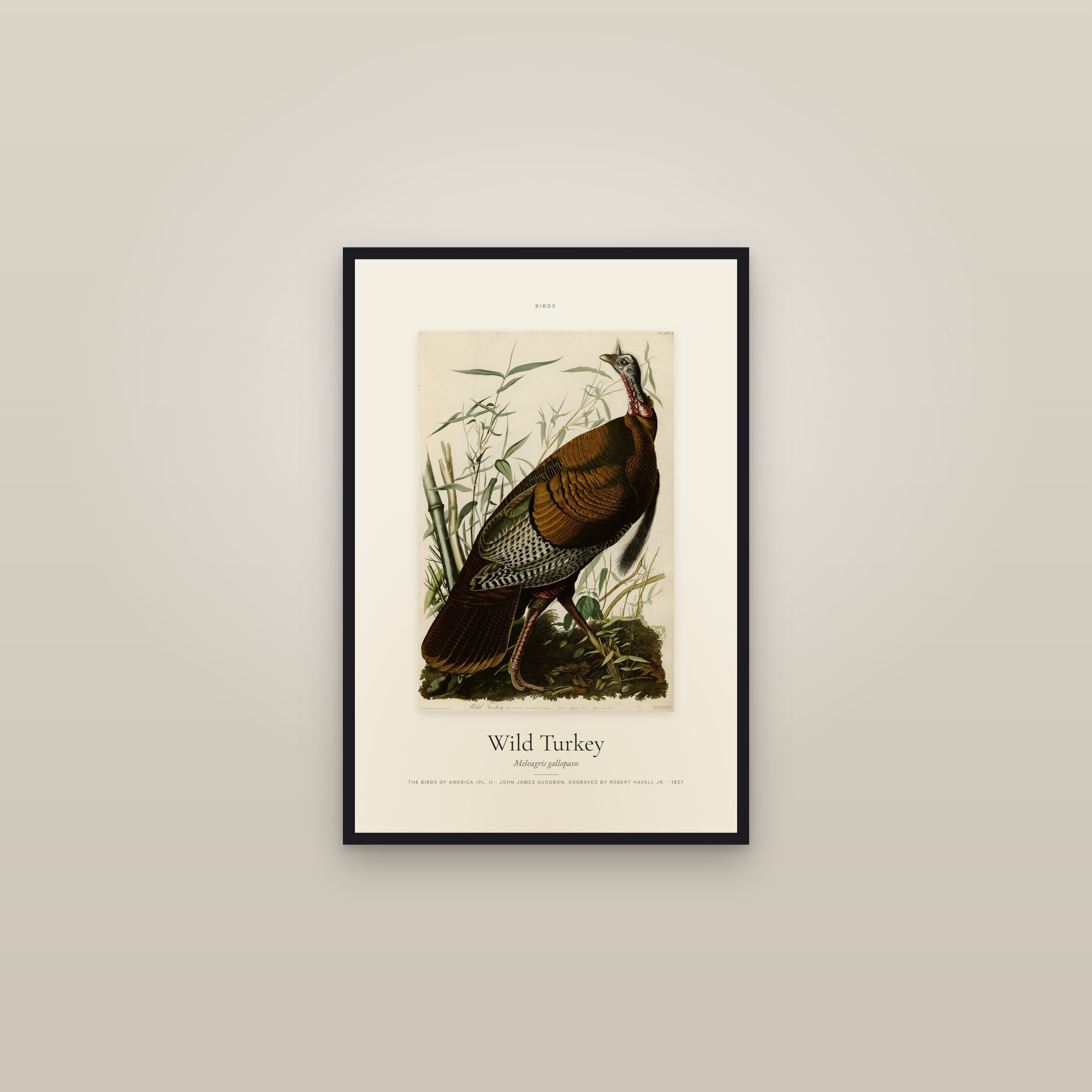 Wild Turkey — Specimen — framed in a gallery setting