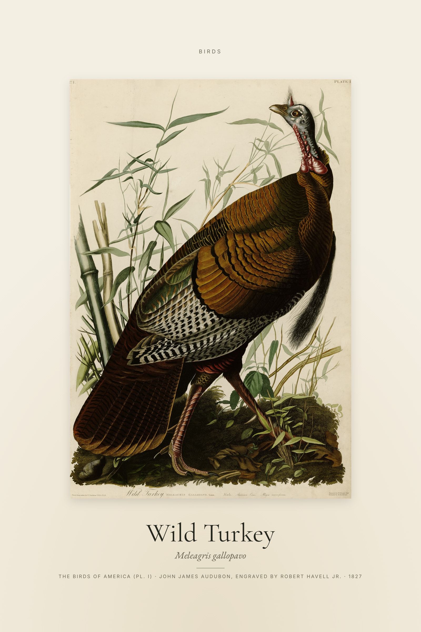 Wild Turkey — Specimen