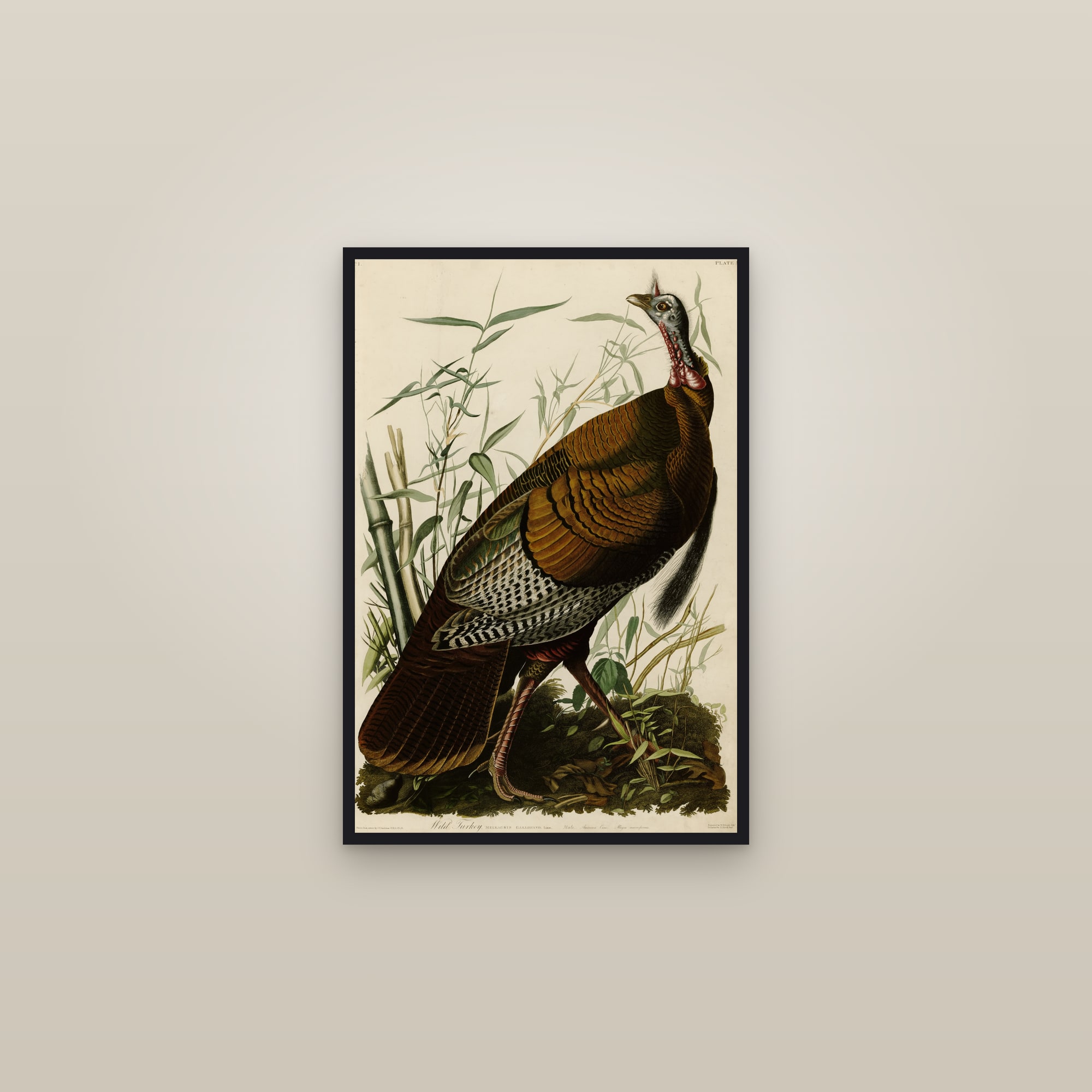 Wild Turkey — framed in a gallery setting
