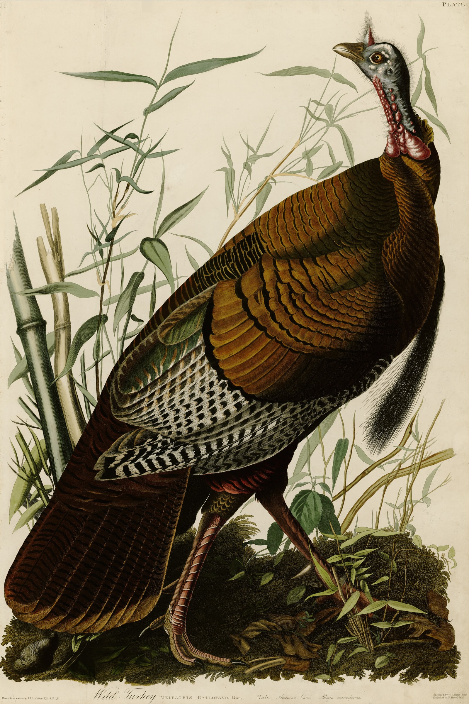 Wild Turkey