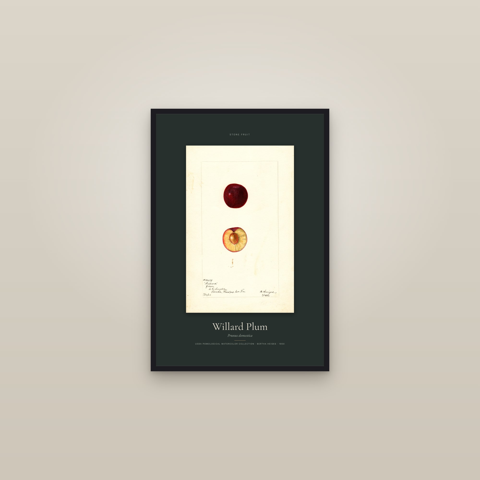 Willard Plum — Specimen — framed in a gallery setting