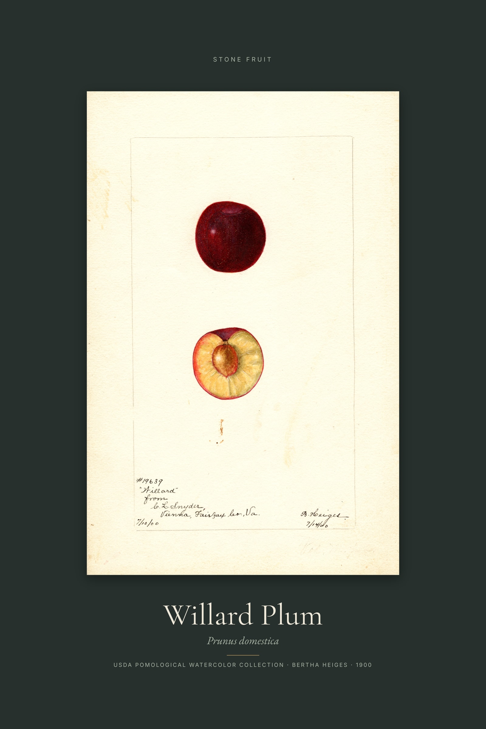 Willard Plum — Specimen