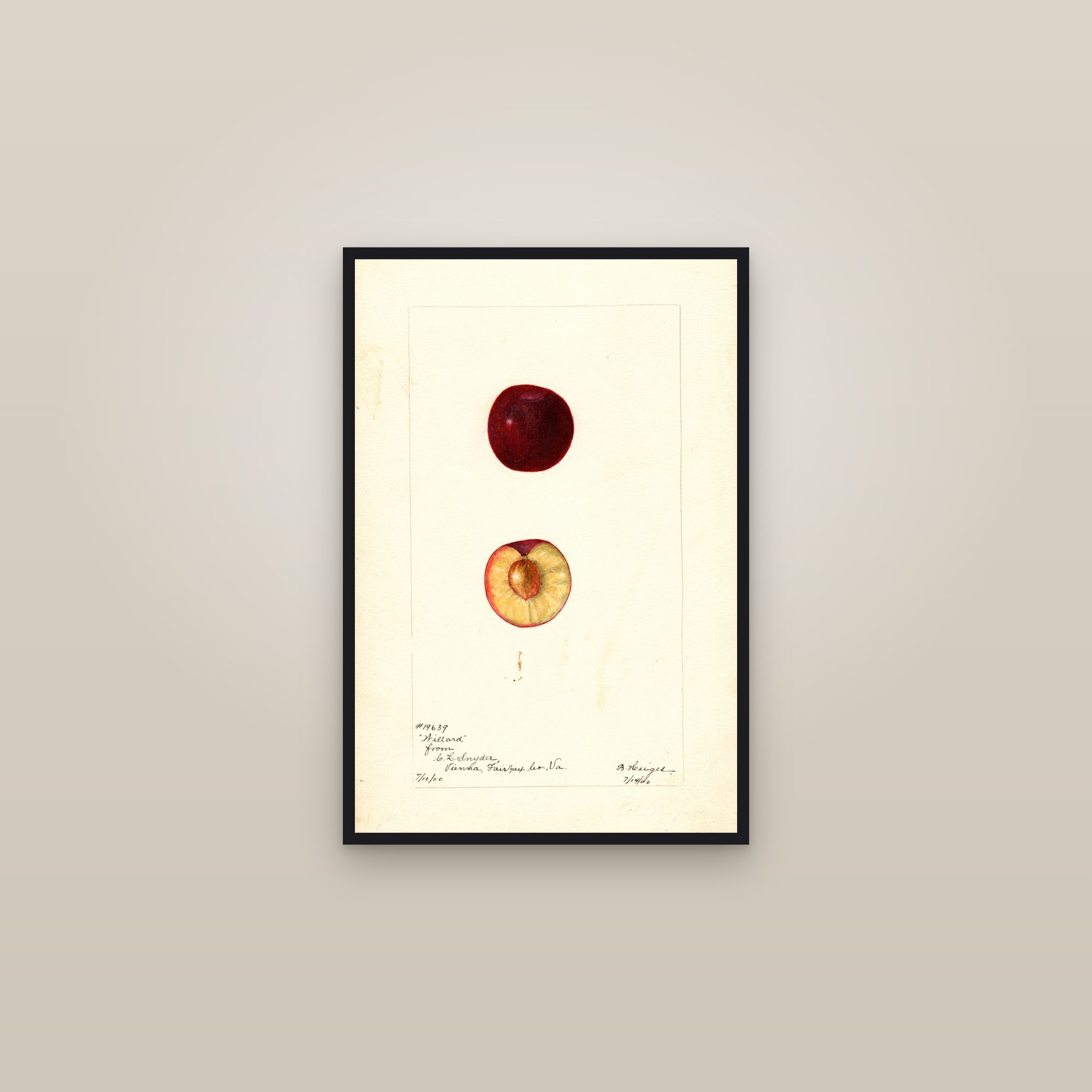 Willard Plum — framed in a gallery setting