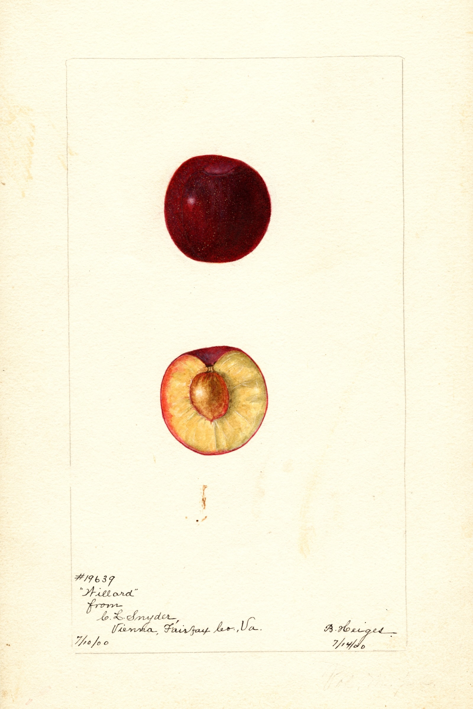 Willard Plum