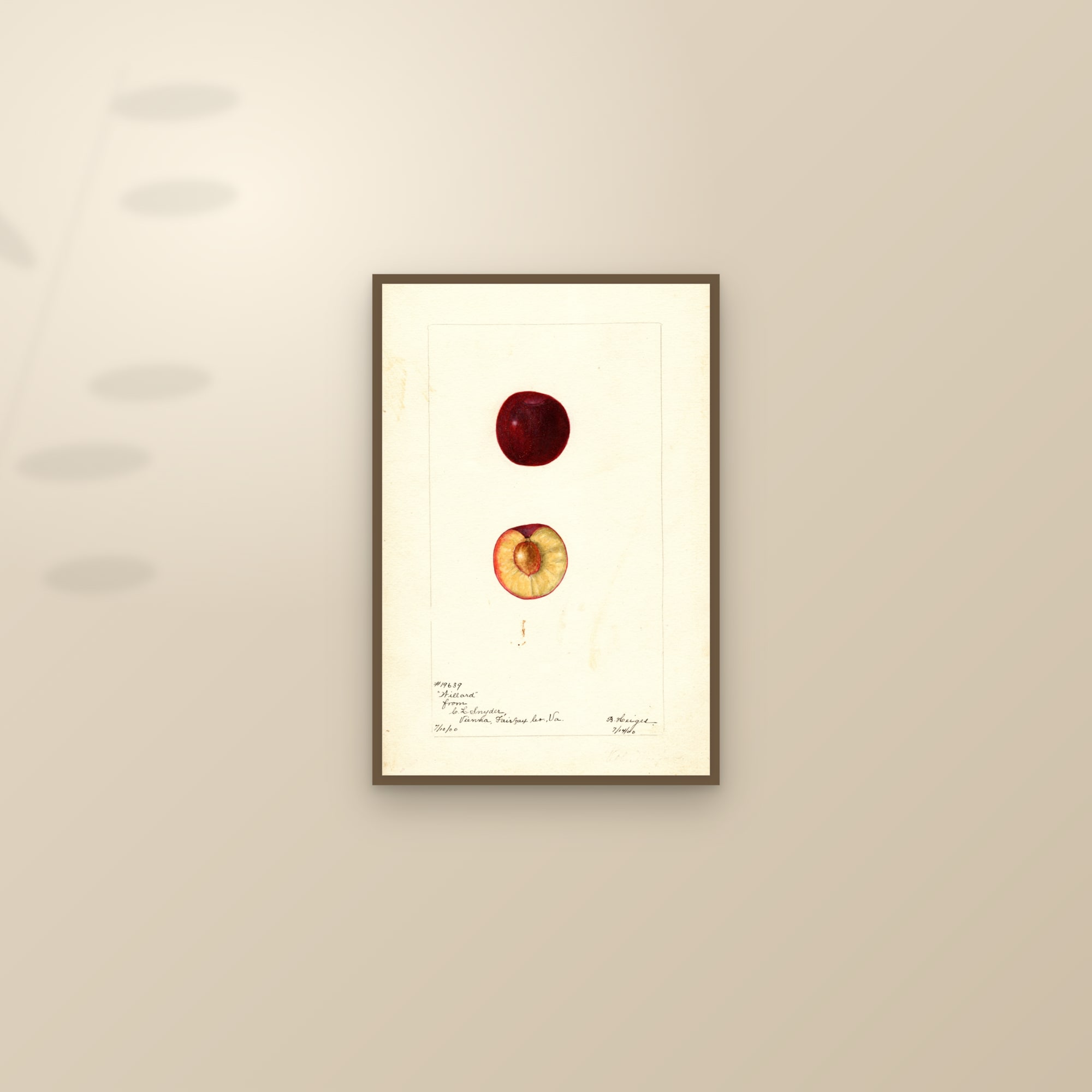 Willard Plum — framed and styled on a sunlit wall