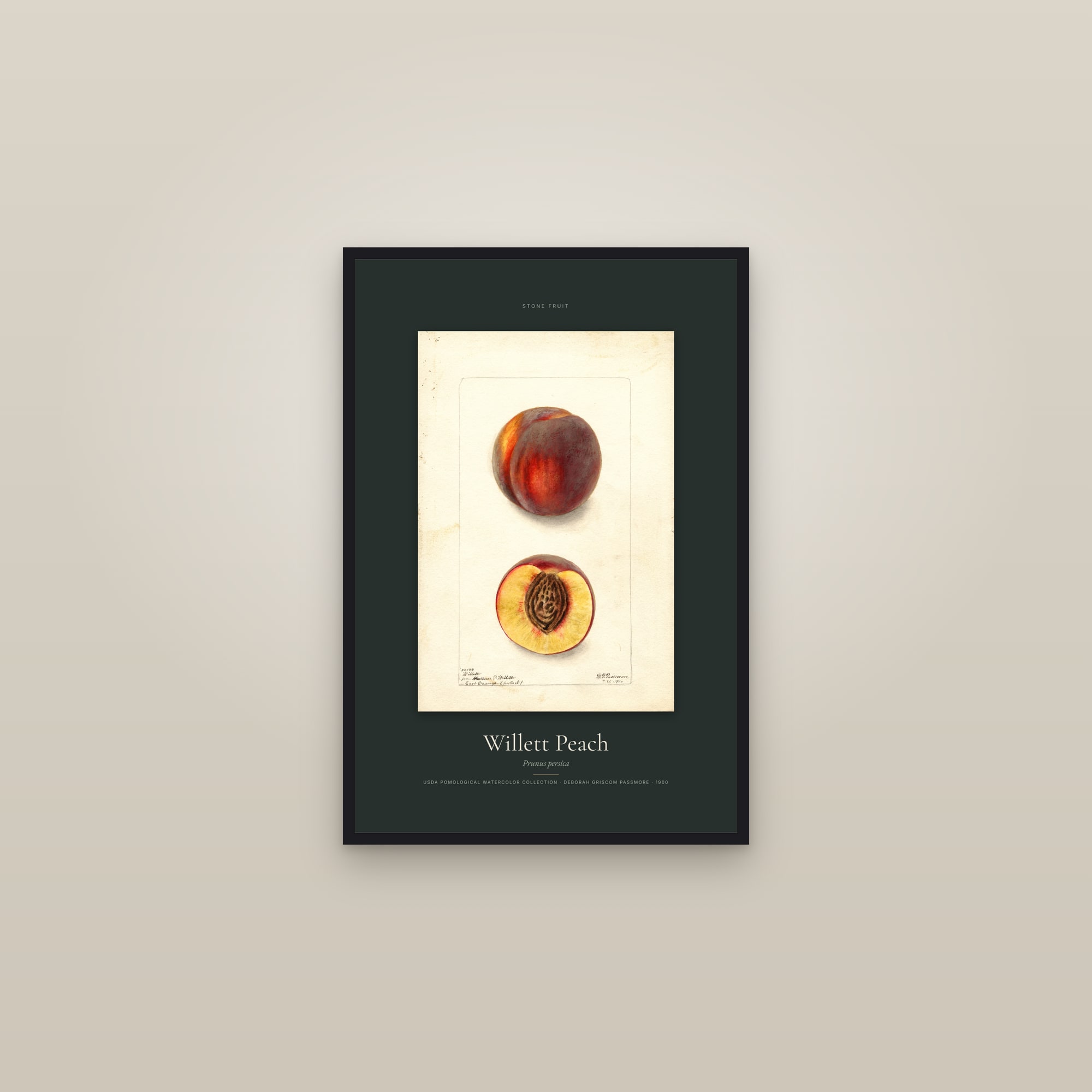 Willett Peach — Specimen — framed in a gallery setting
