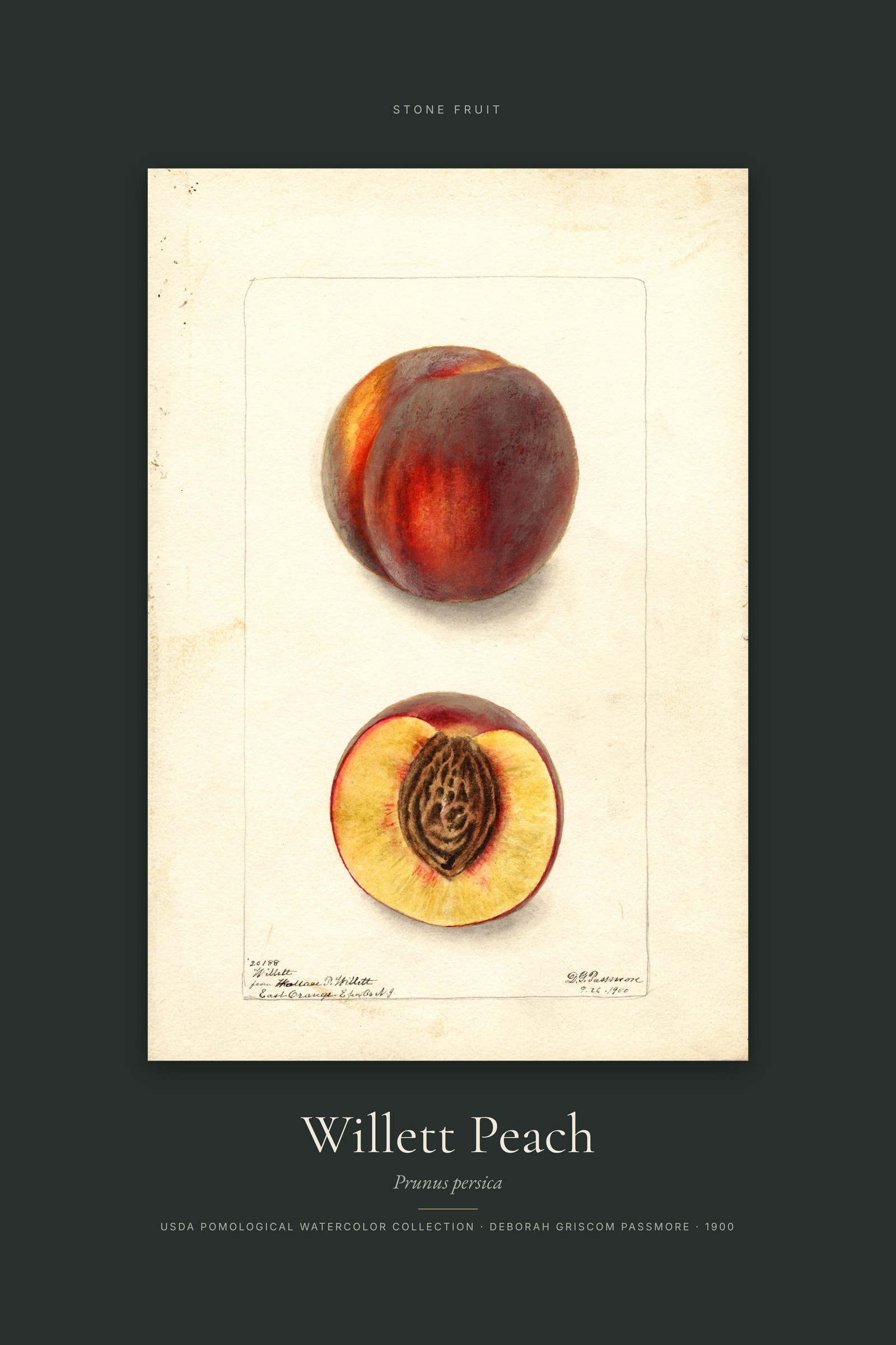Willett Peach — Specimen